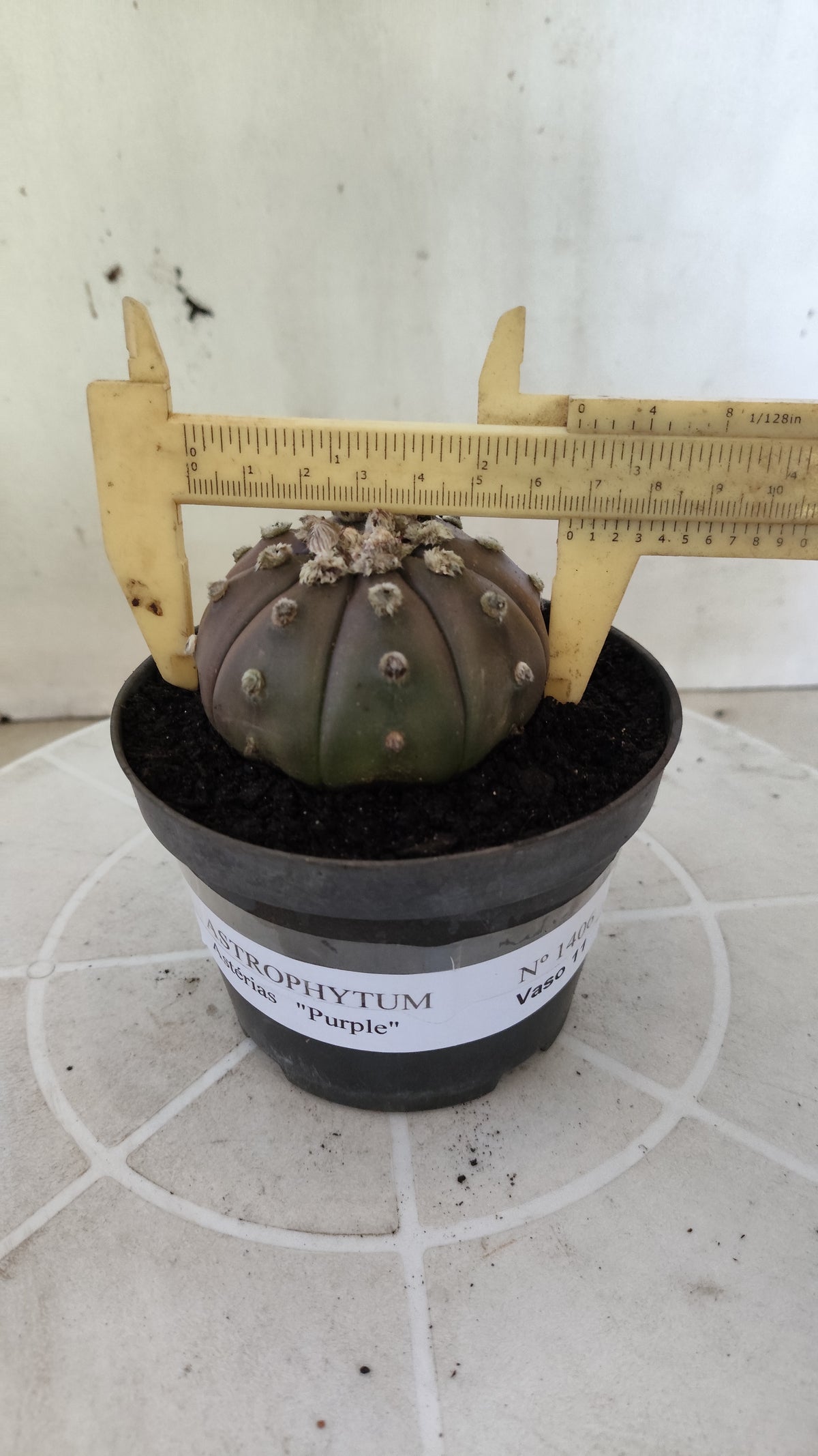 ASTROPHYTUM ASTERIAS “Purple”  Nº 1406 – vaso 11