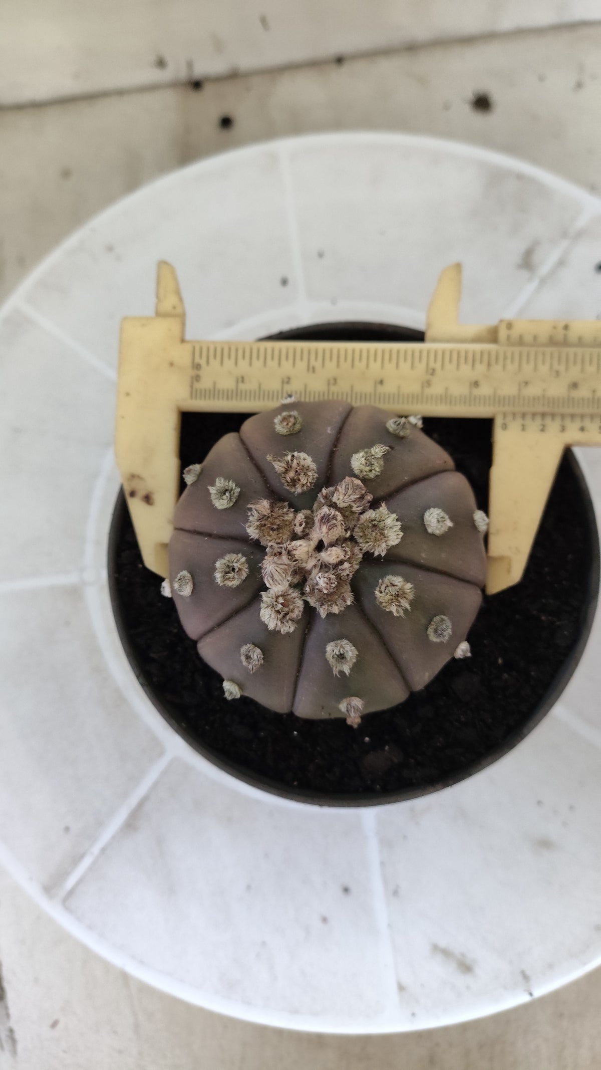 ASTROPHYTUM ASTERIAS “Purple”  Nº 1406 – vaso 11