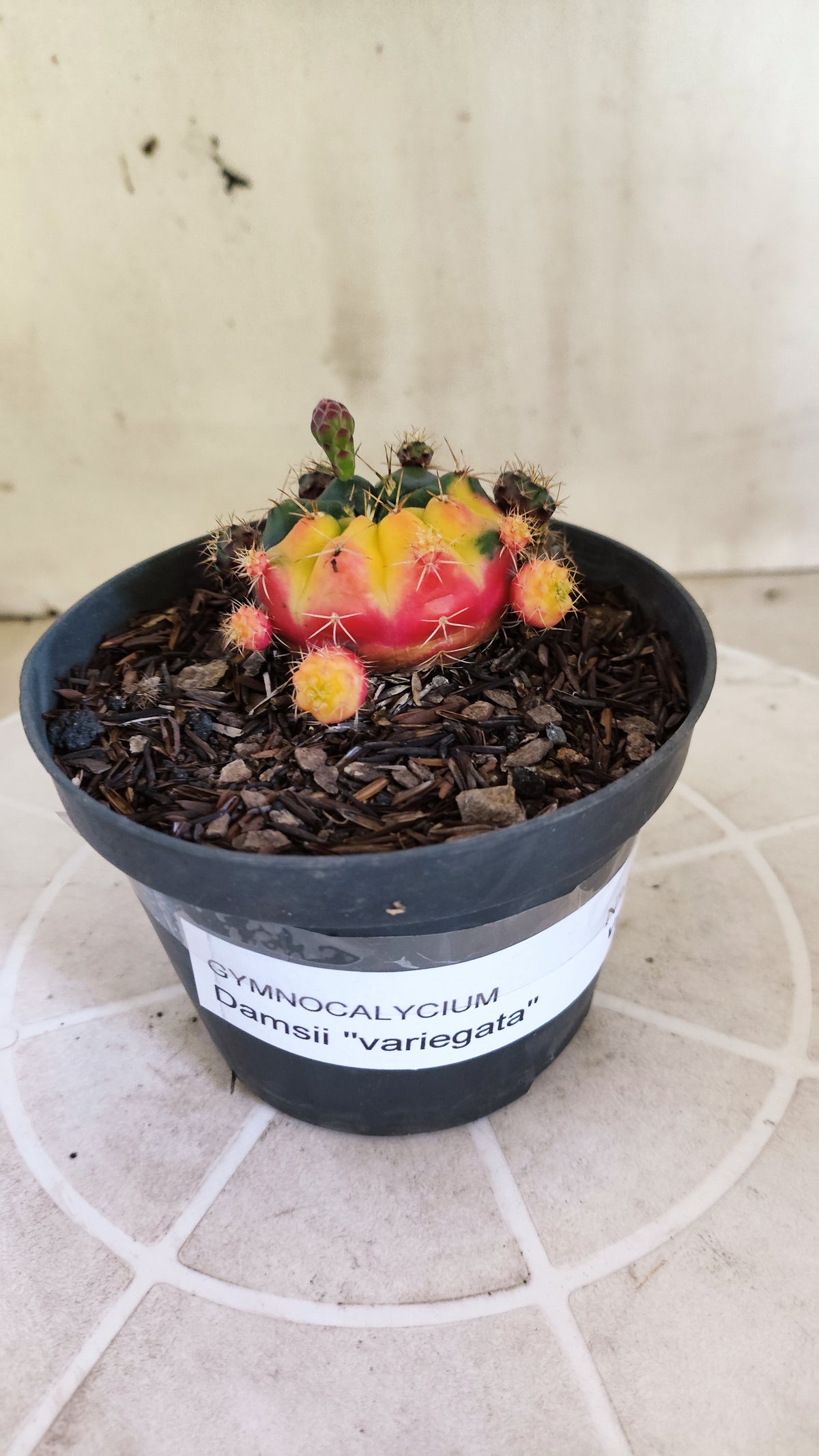 GYMNOCALYCIUM DAMSII Variegata Nº 1410 – vaso 11