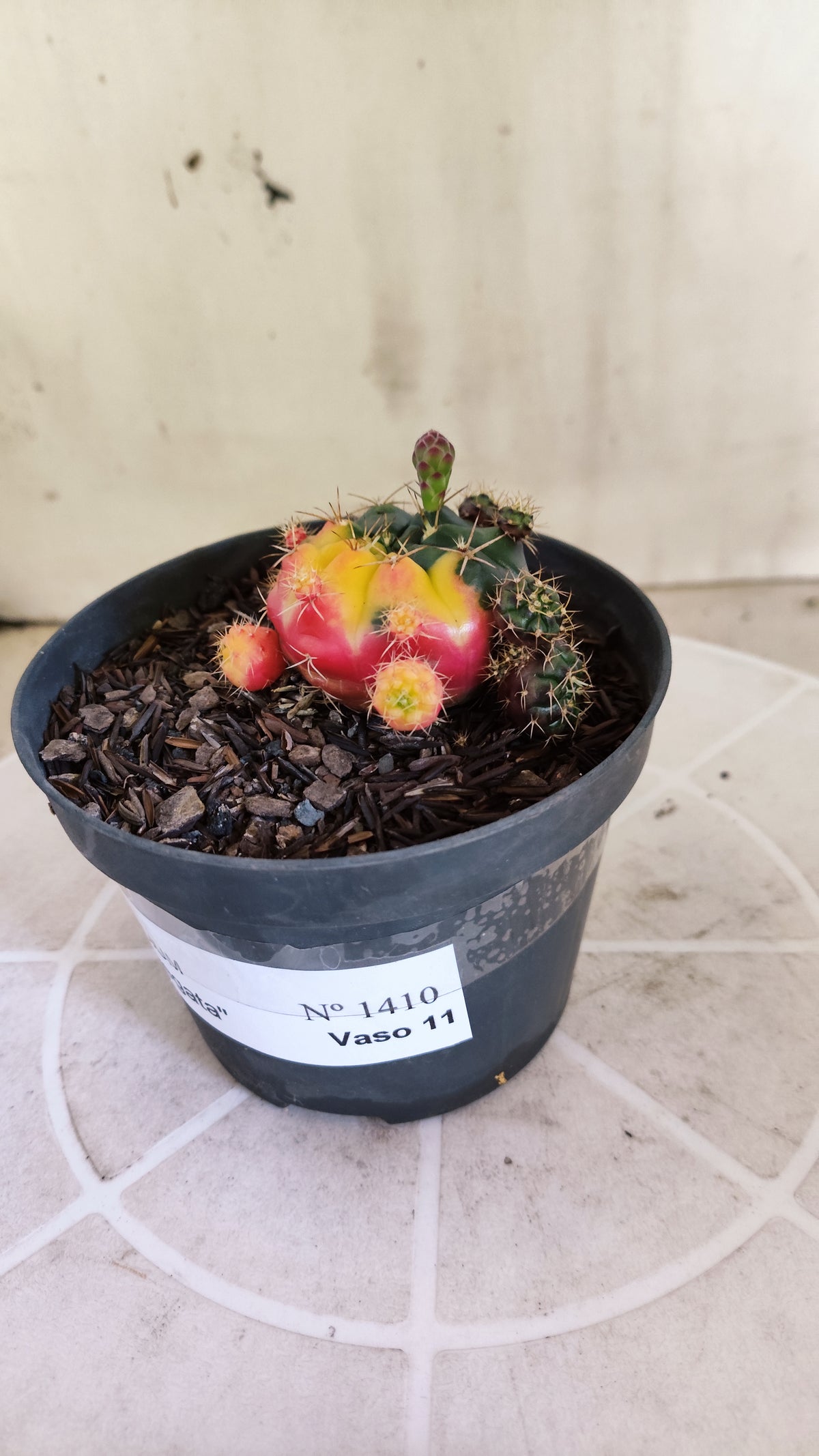 GYMNOCALYCIUM DAMSII Variegata Nº 1410 – vaso 11