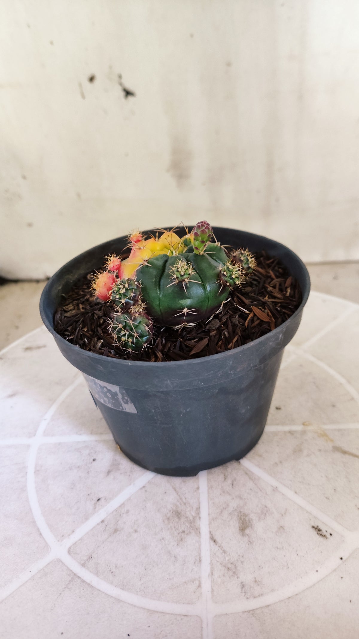 GYMNOCALYCIUM DAMSII Variegata Nº 1410 – vaso 11
