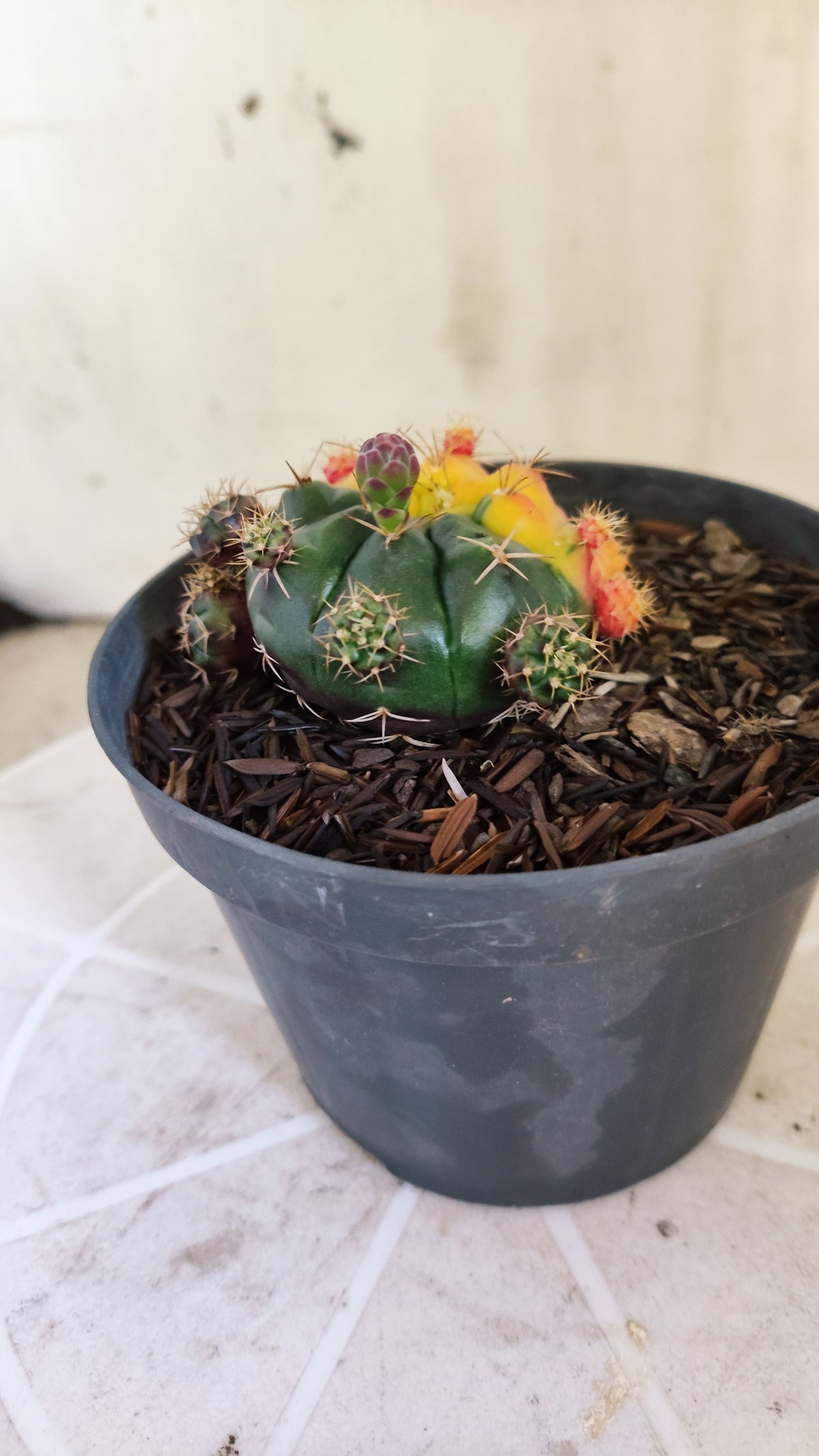 GYMNOCALYCIUM DAMSII Variegata Nº 1410 – vaso 11