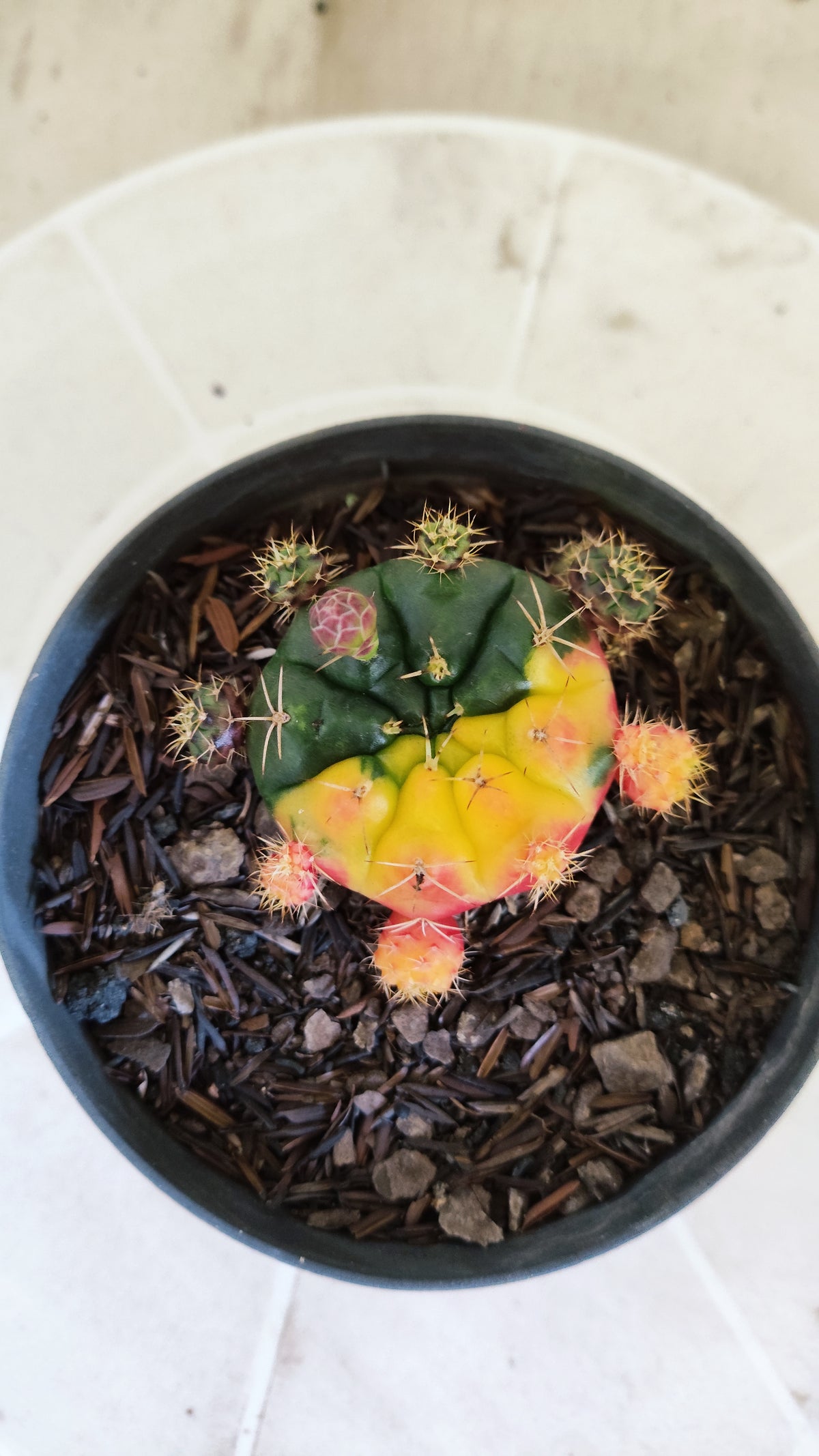 GYMNOCALYCIUM DAMSII Variegata Nº 1410 – vaso 11