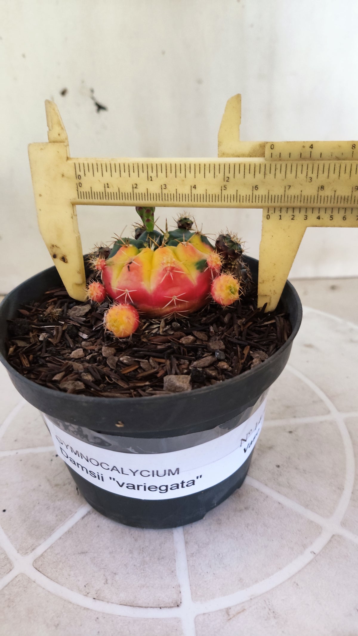 GYMNOCALYCIUM DAMSII Variegata Nº 1410 – vaso 11