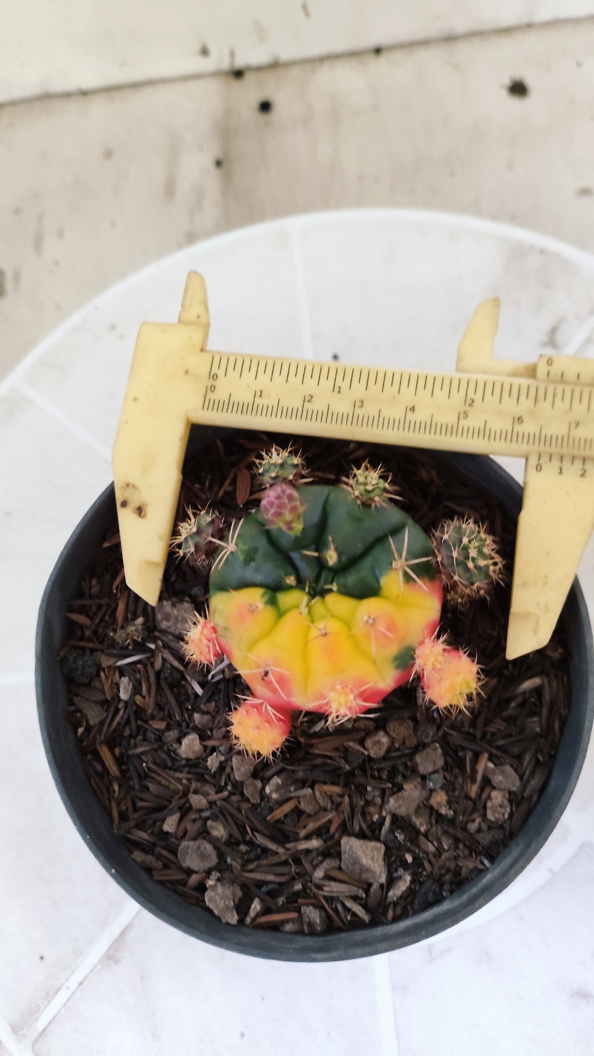 GYMNOCALYCIUM DAMSII Variegata Nº 1410 – vaso 11