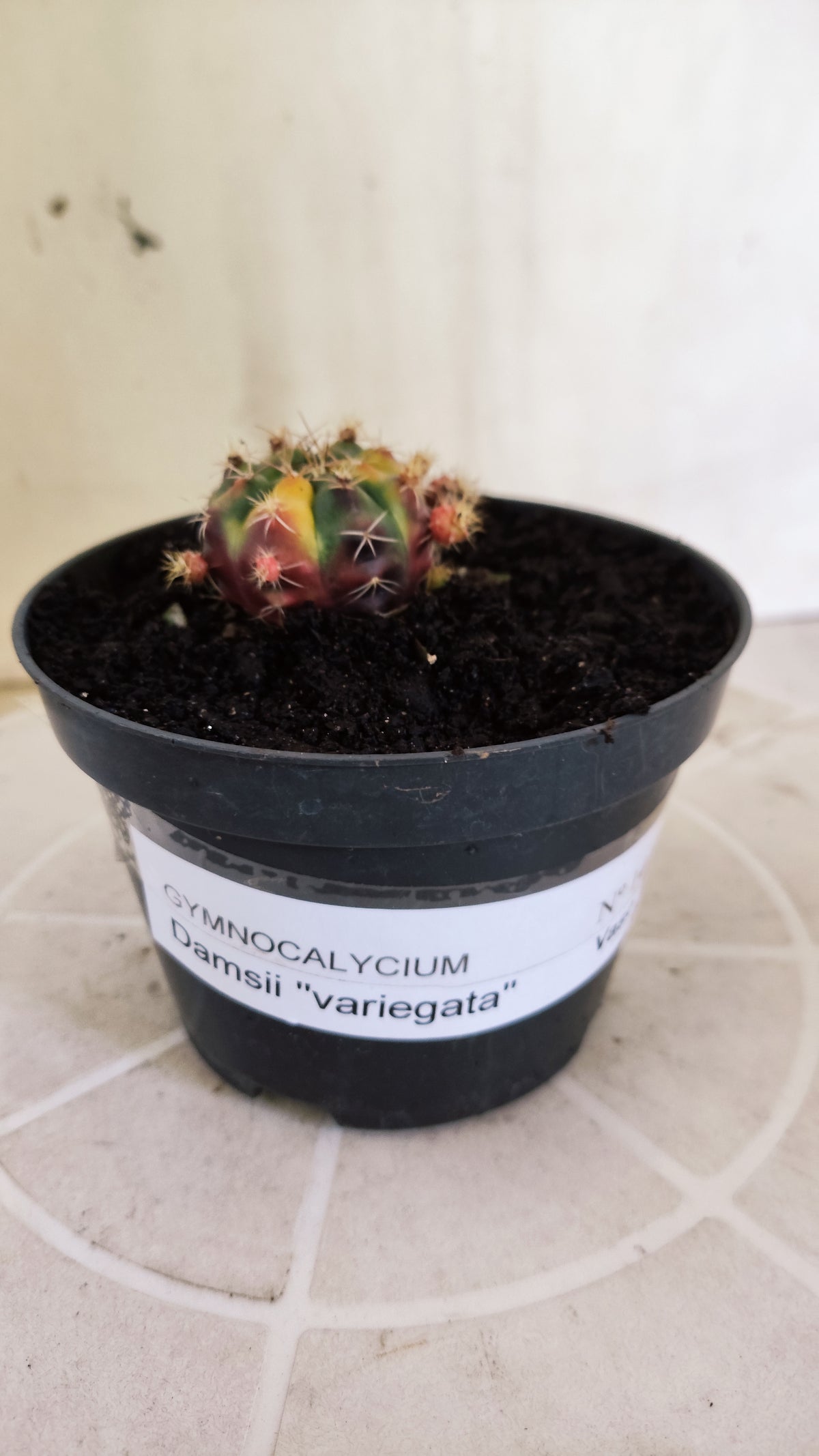 GYMNOCALYCIUM DAMSII Variegata Nº 1410 – vaso 11 (Cópia)