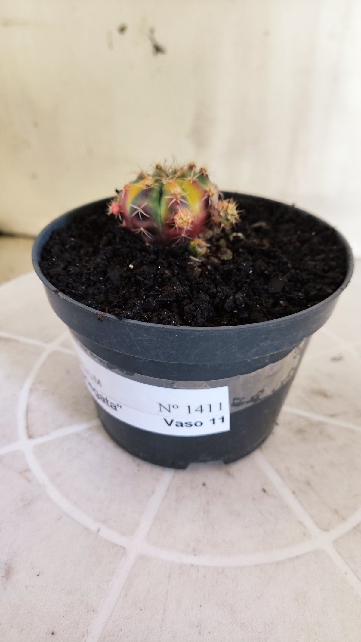 GYMNOCALYCIUM DAMSII Variegata Nº 1410 – vaso 11 (Cópia)