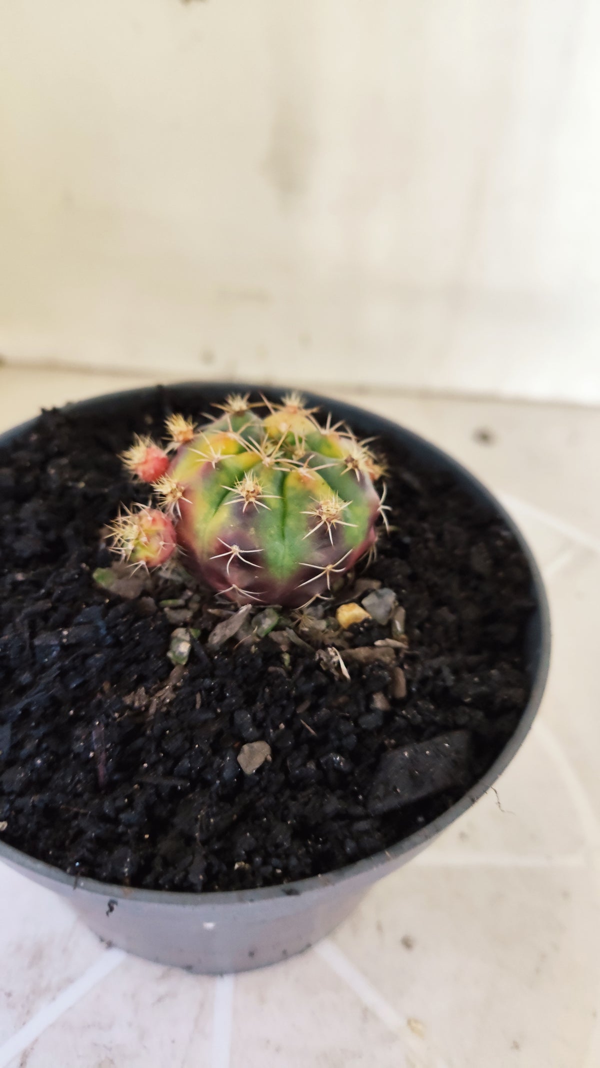 GYMNOCALYCIUM DAMSII Variegata Nº 1410 – vaso 11 (Cópia)