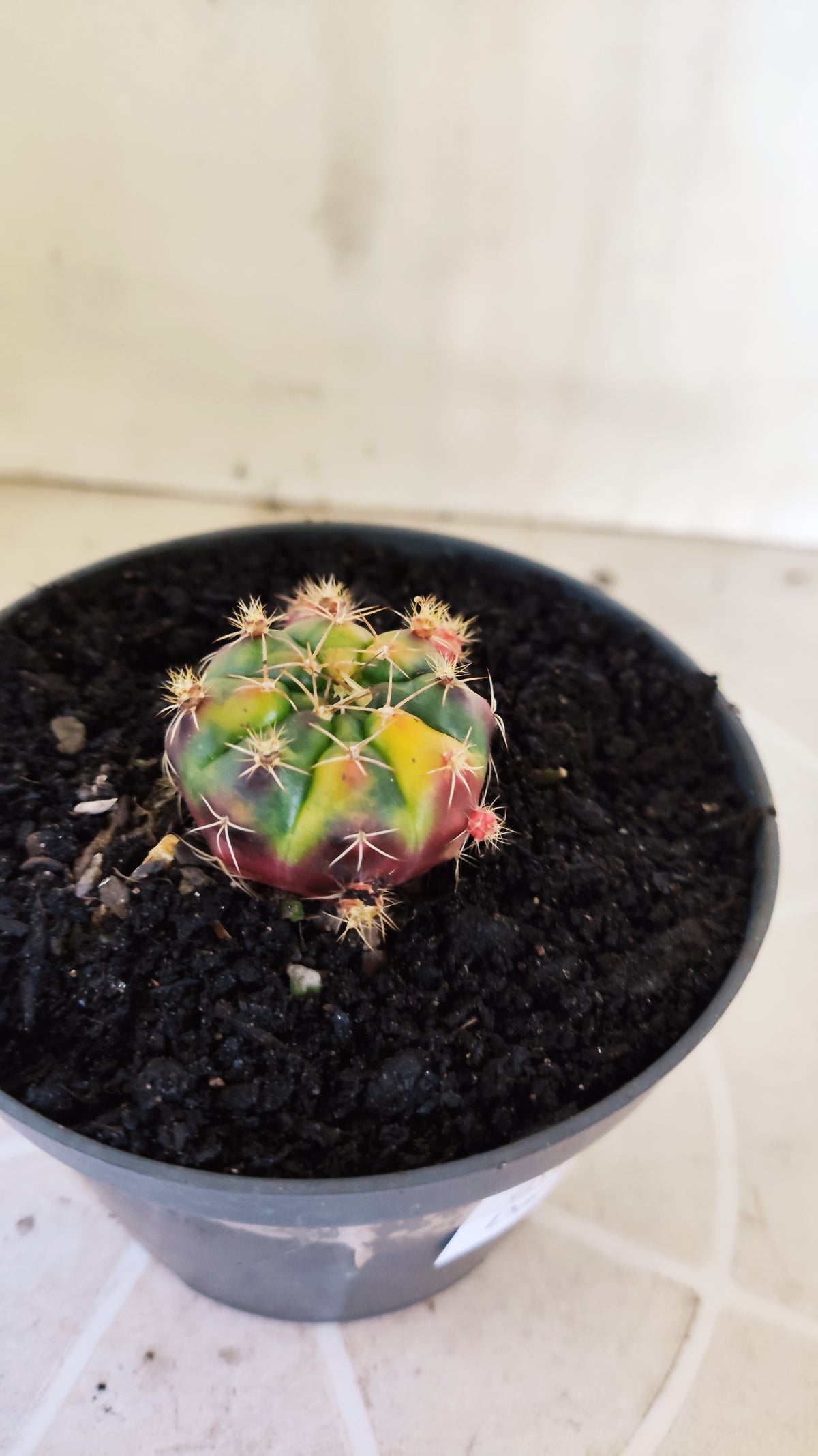 GYMNOCALYCIUM DAMSII Variegata Nº 1410 – vaso 11 (Cópia)