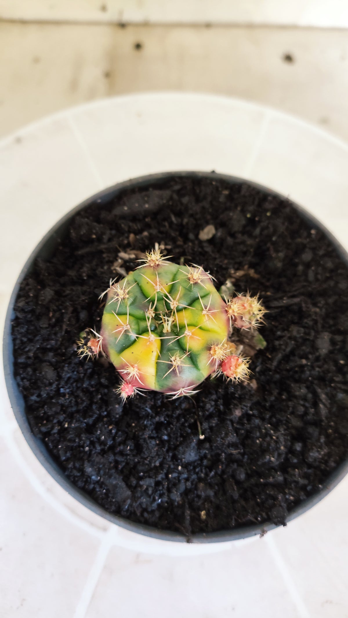 GYMNOCALYCIUM DAMSII Variegata Nº 1410 – vaso 11 (Cópia)