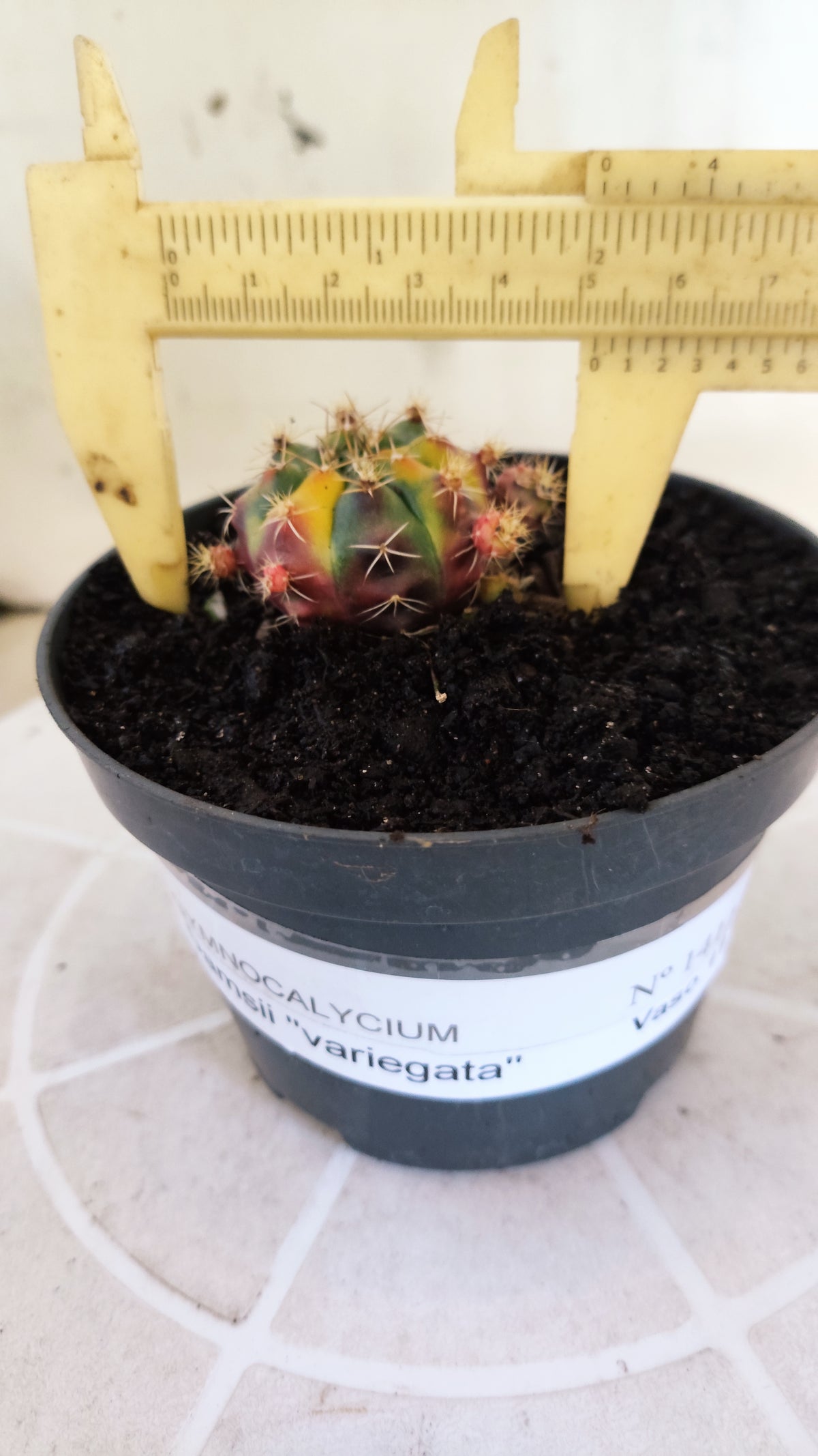 GYMNOCALYCIUM DAMSII Variegata Nº 1410 – vaso 11 (Cópia)