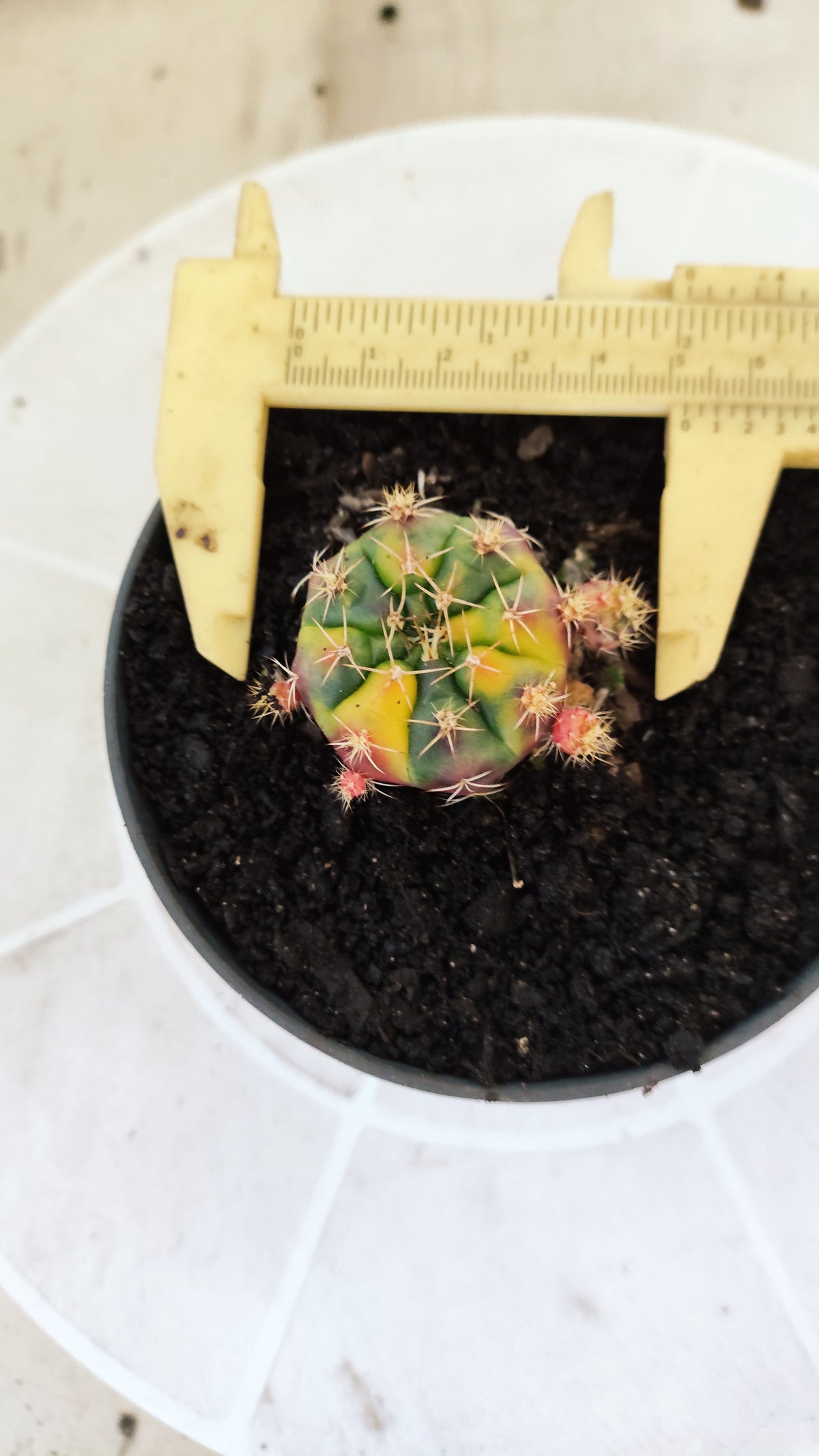 GYMNOCALYCIUM DAMSII Variegata Nº 1410 – vaso 11 (Cópia)