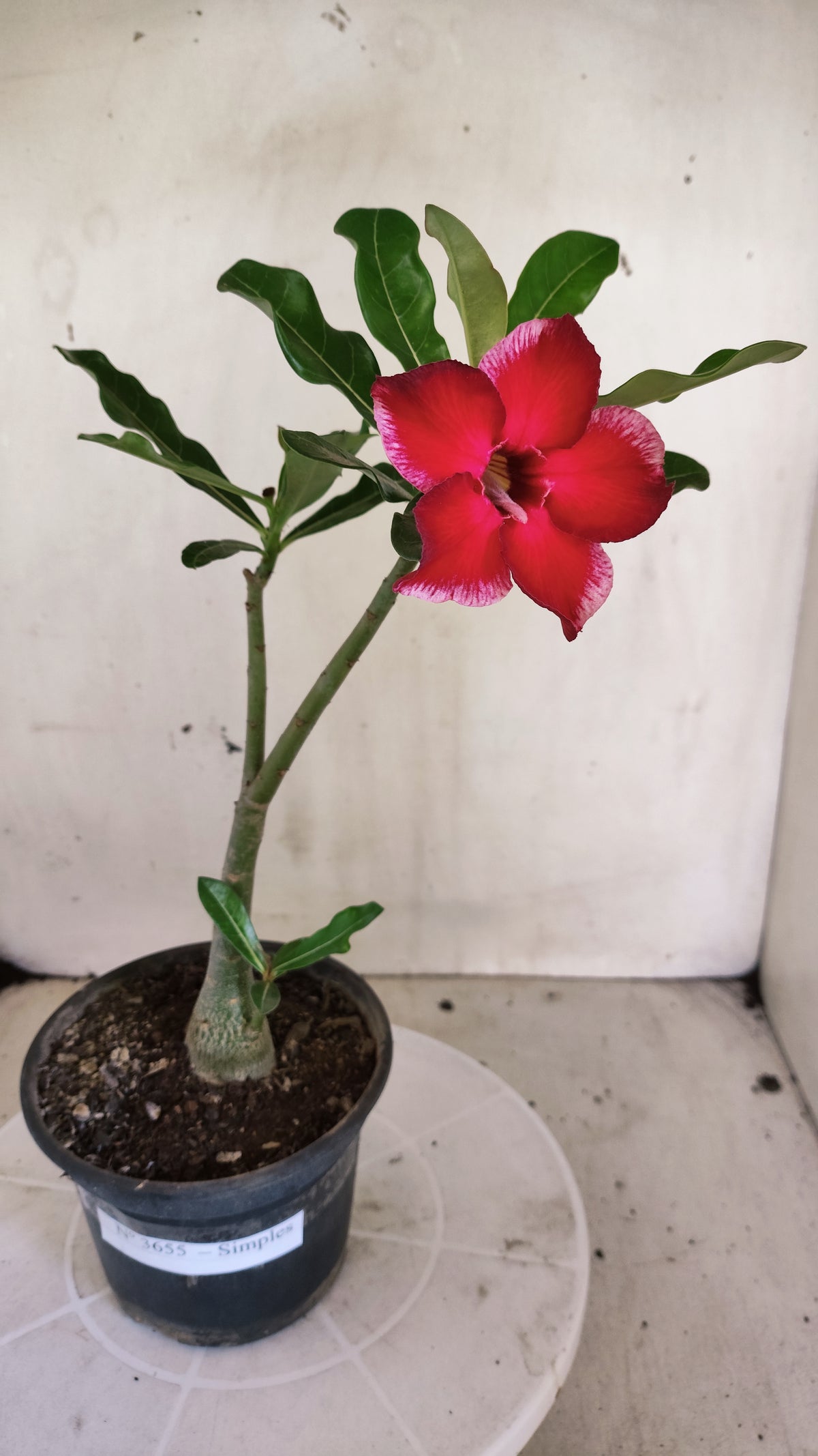 Planta Simples 3655 – 25cm – 01 ano - vaso 15