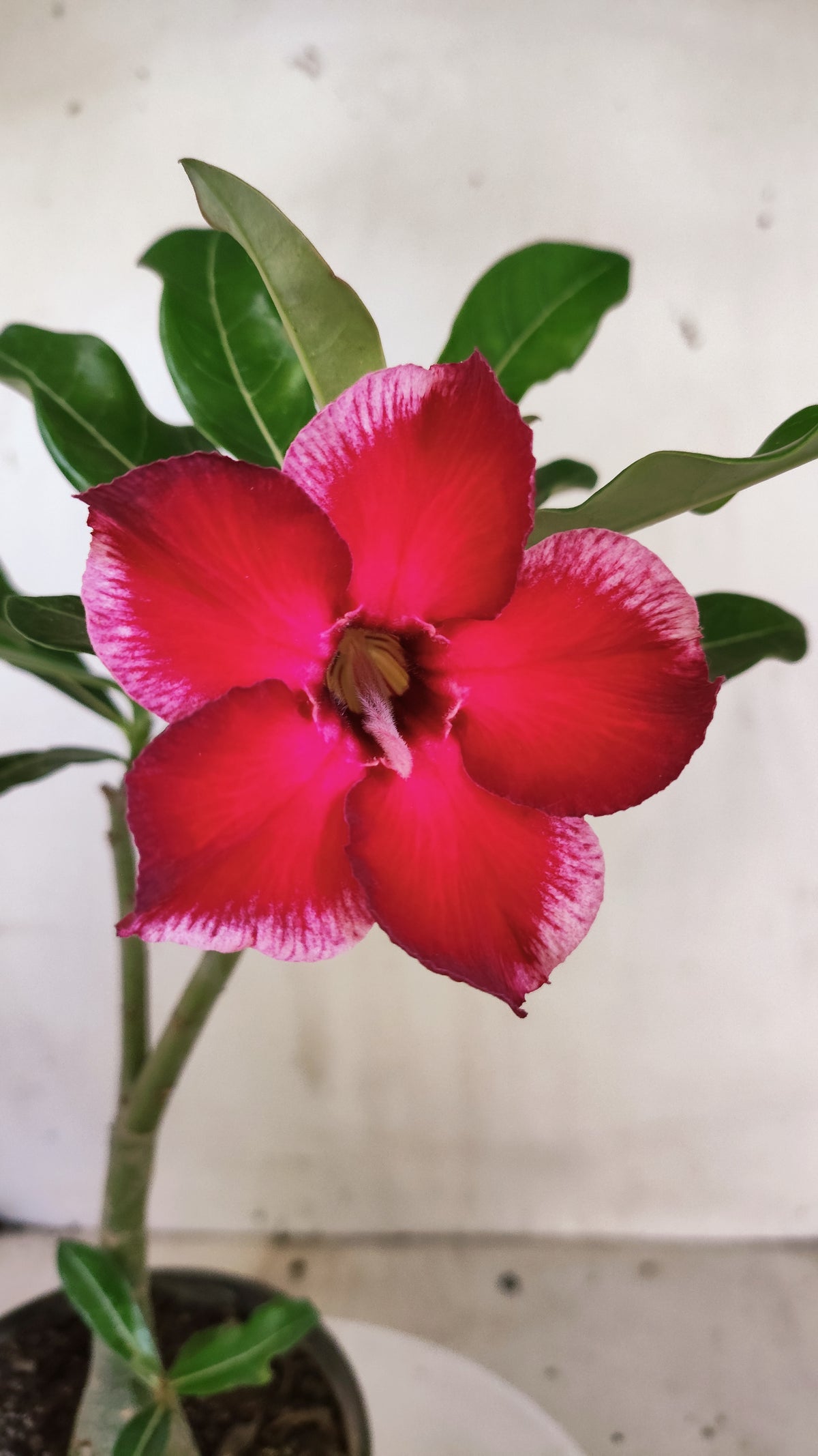 Planta Simples 3655 – 25cm – 01 ano - vaso 15