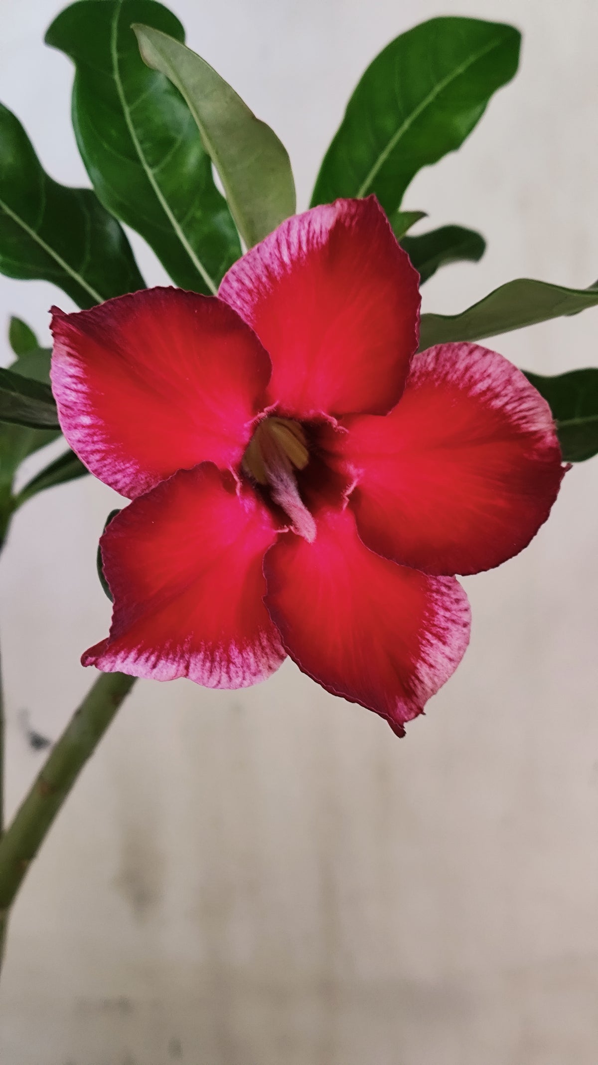 Planta Simples 3655 – 25cm – 01 ano - vaso 15