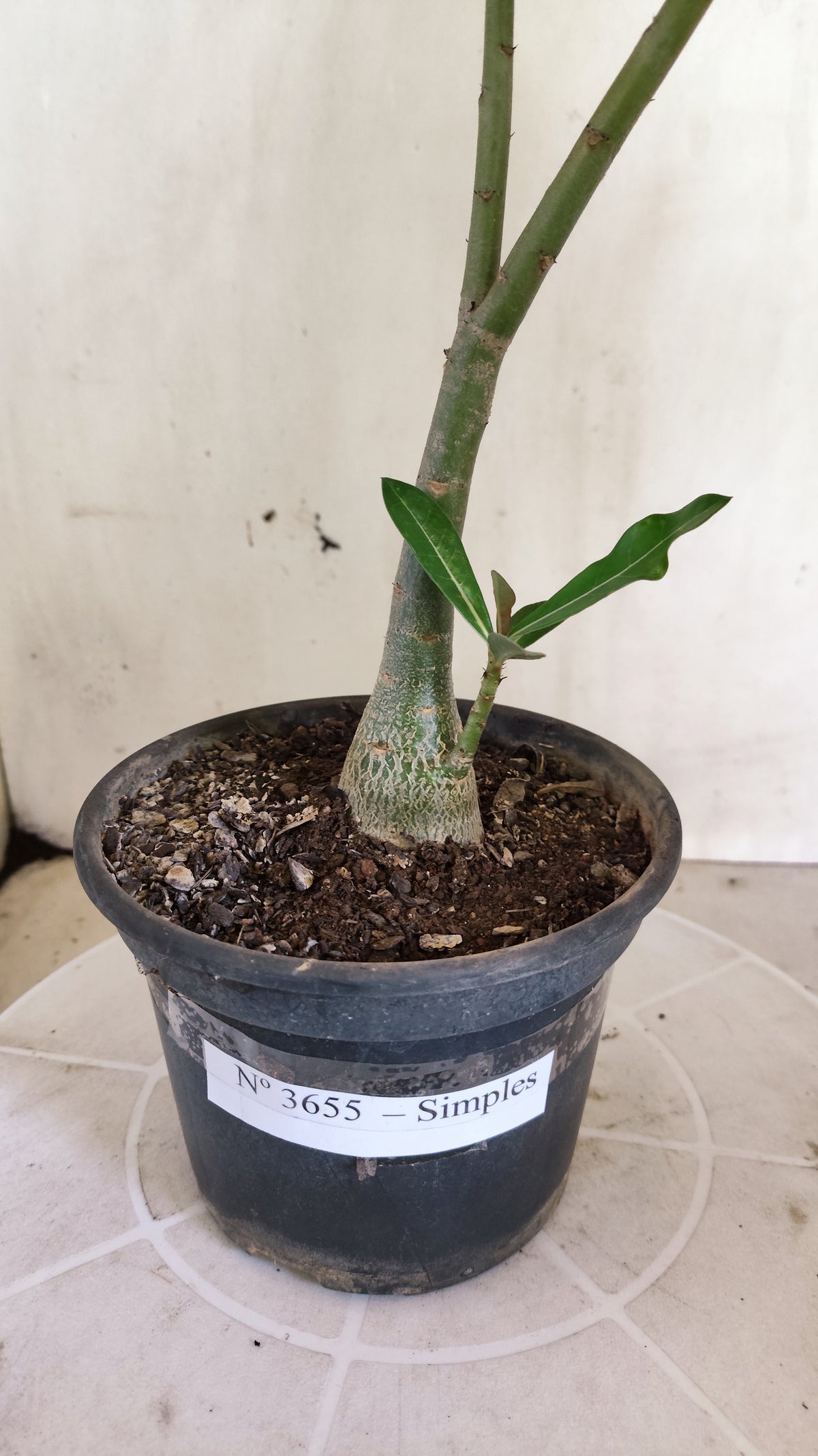 Planta Simples 3655 – 25cm – 01 ano - vaso 15