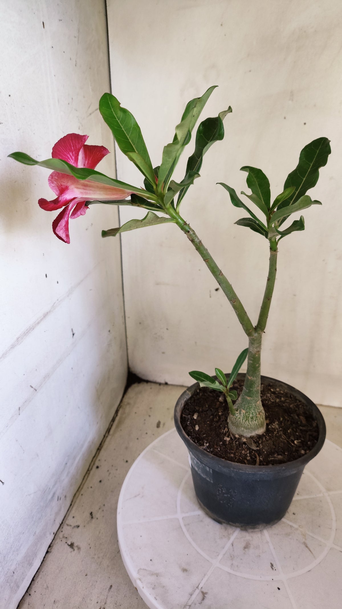 Planta Simples 3655 – 25cm – 01 ano - vaso 15