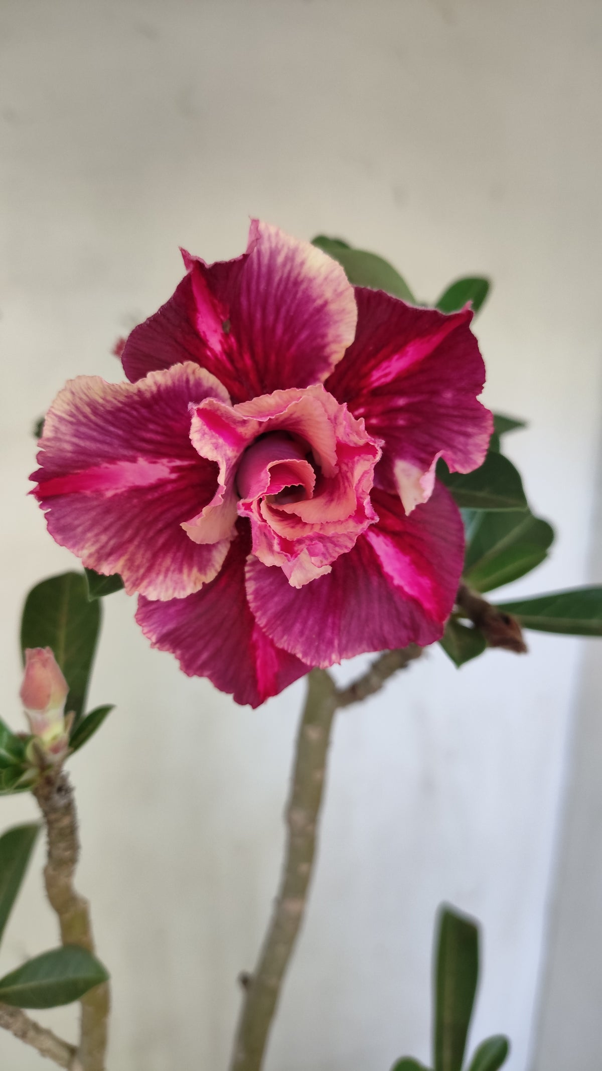 Planta Dobrada 4042 – 35cm – 03 anos - Vaso 15