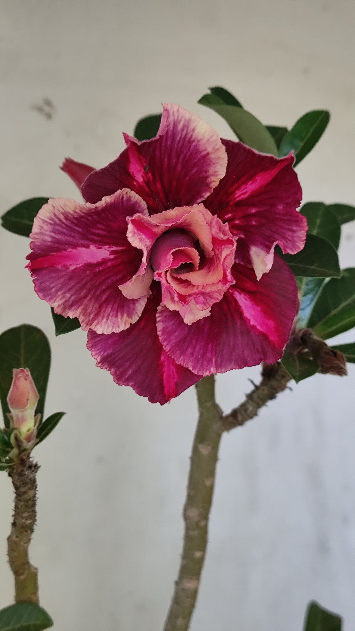 Planta Dobrada 4042 – 35cm – 03 anos - Vaso 15