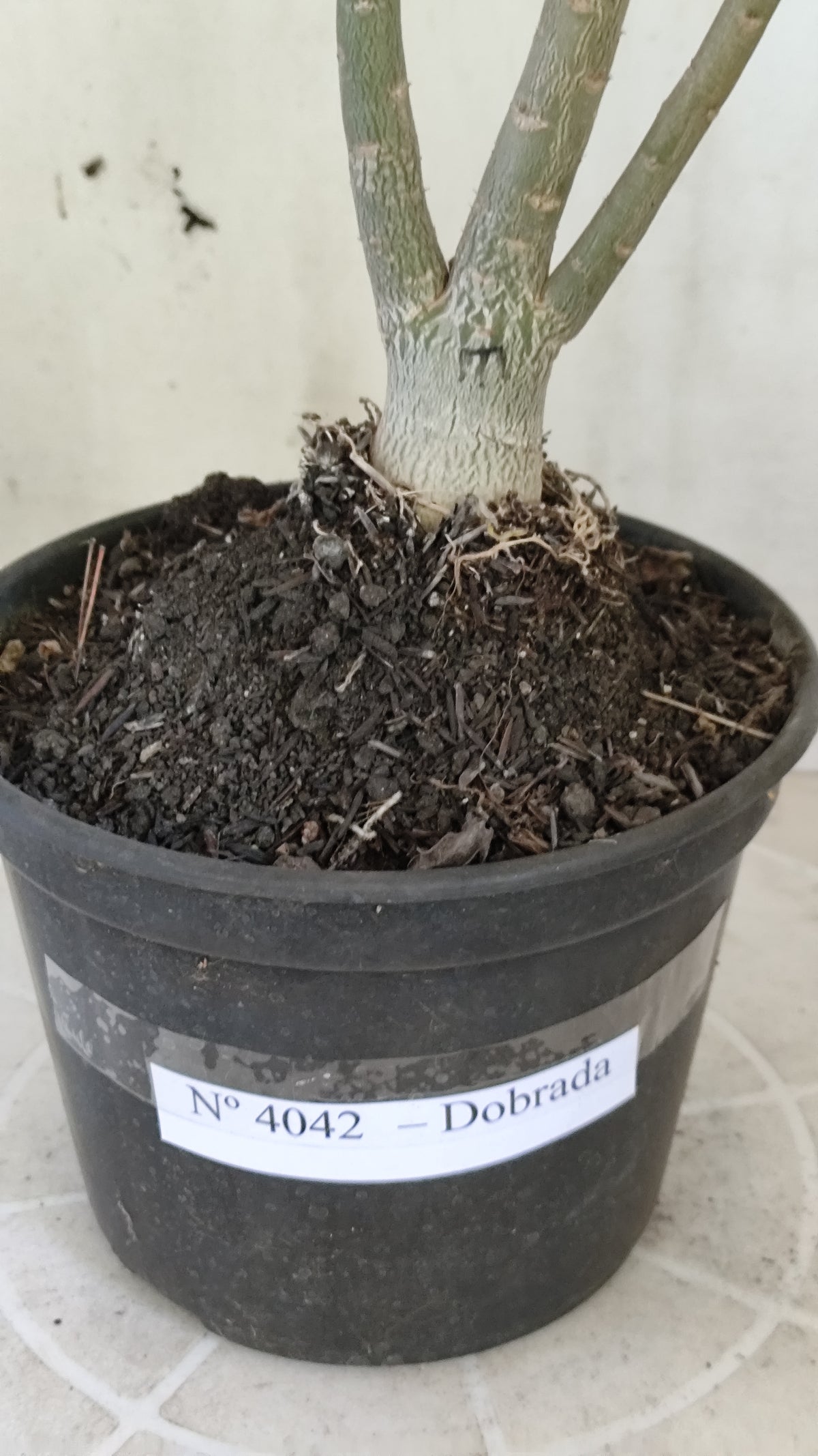 Planta Dobrada 4042 – 35cm – 03 anos - Vaso 15