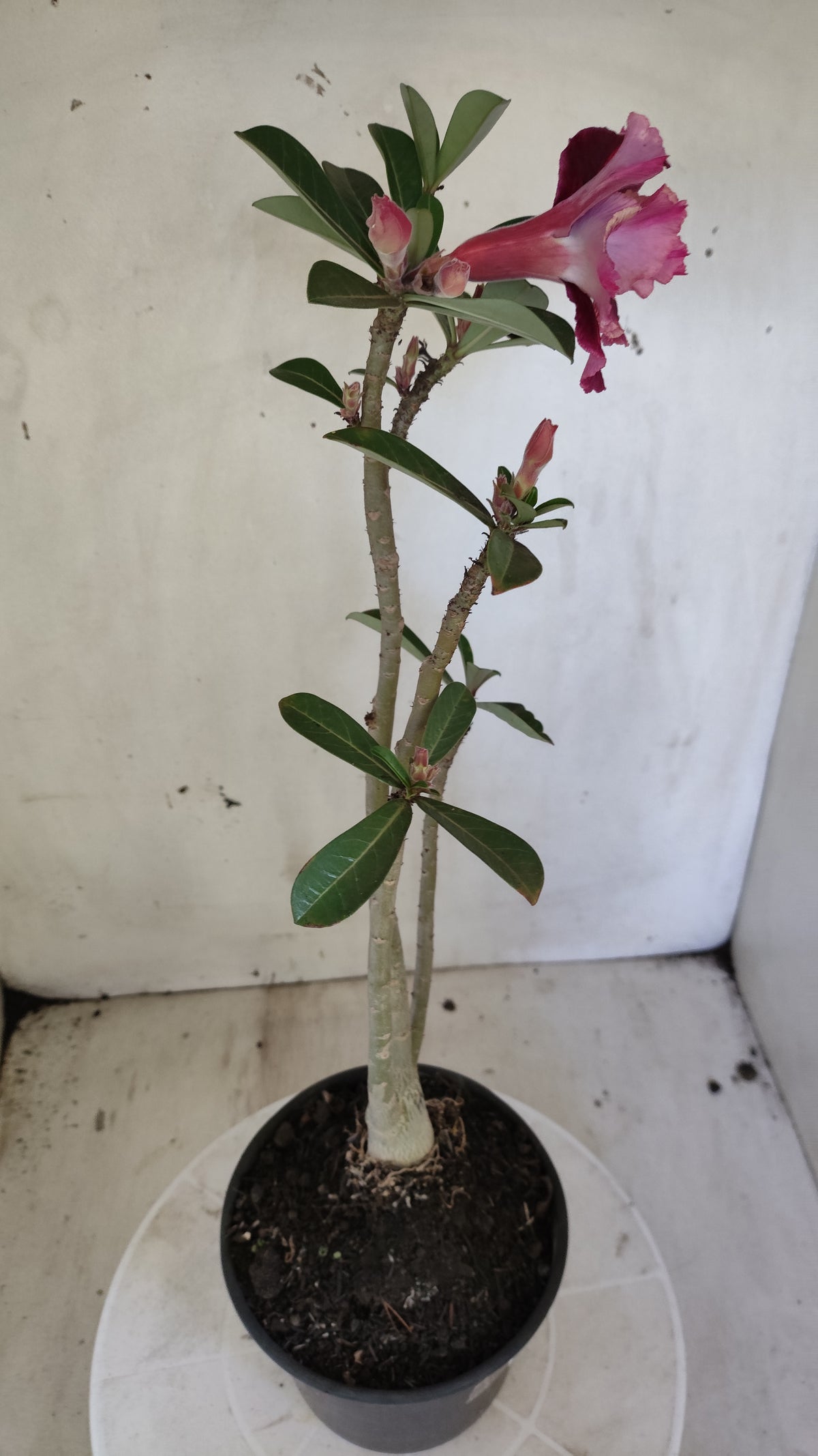 Planta Dobrada 4042 – 35cm – 03 anos - Vaso 15