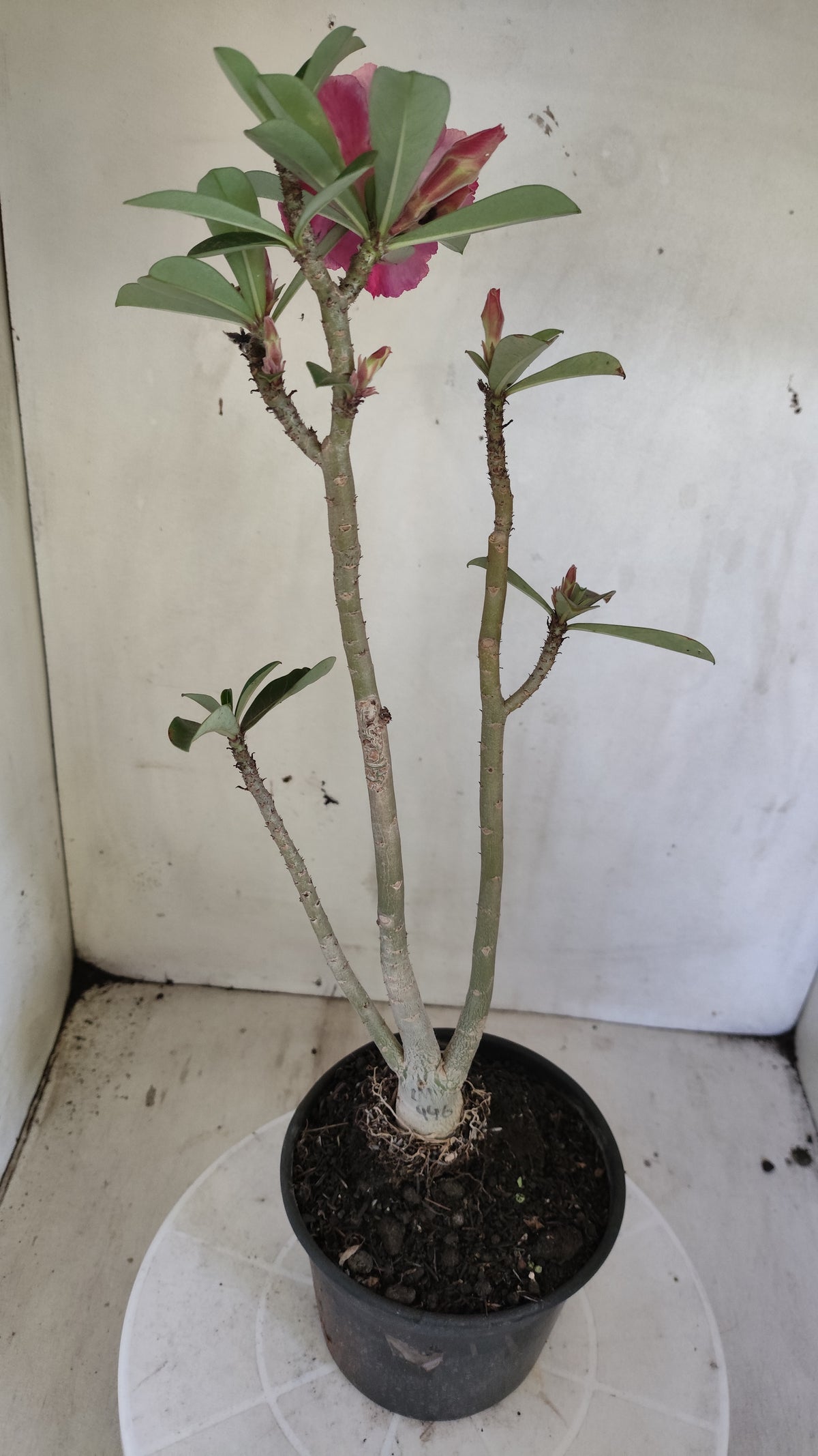 Planta Dobrada 4042 – 35cm – 03 anos - Vaso 15