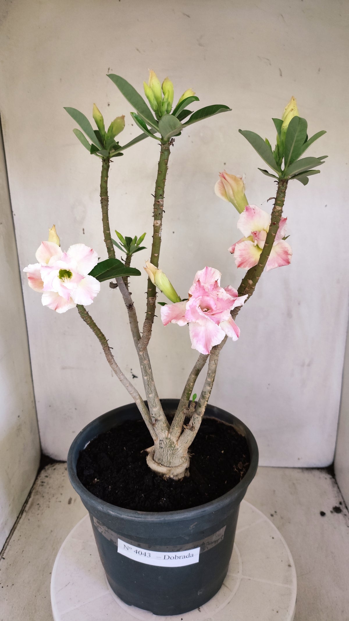 Planta Dobrada 4043 – 40cm – 03 anos - Vaso 20