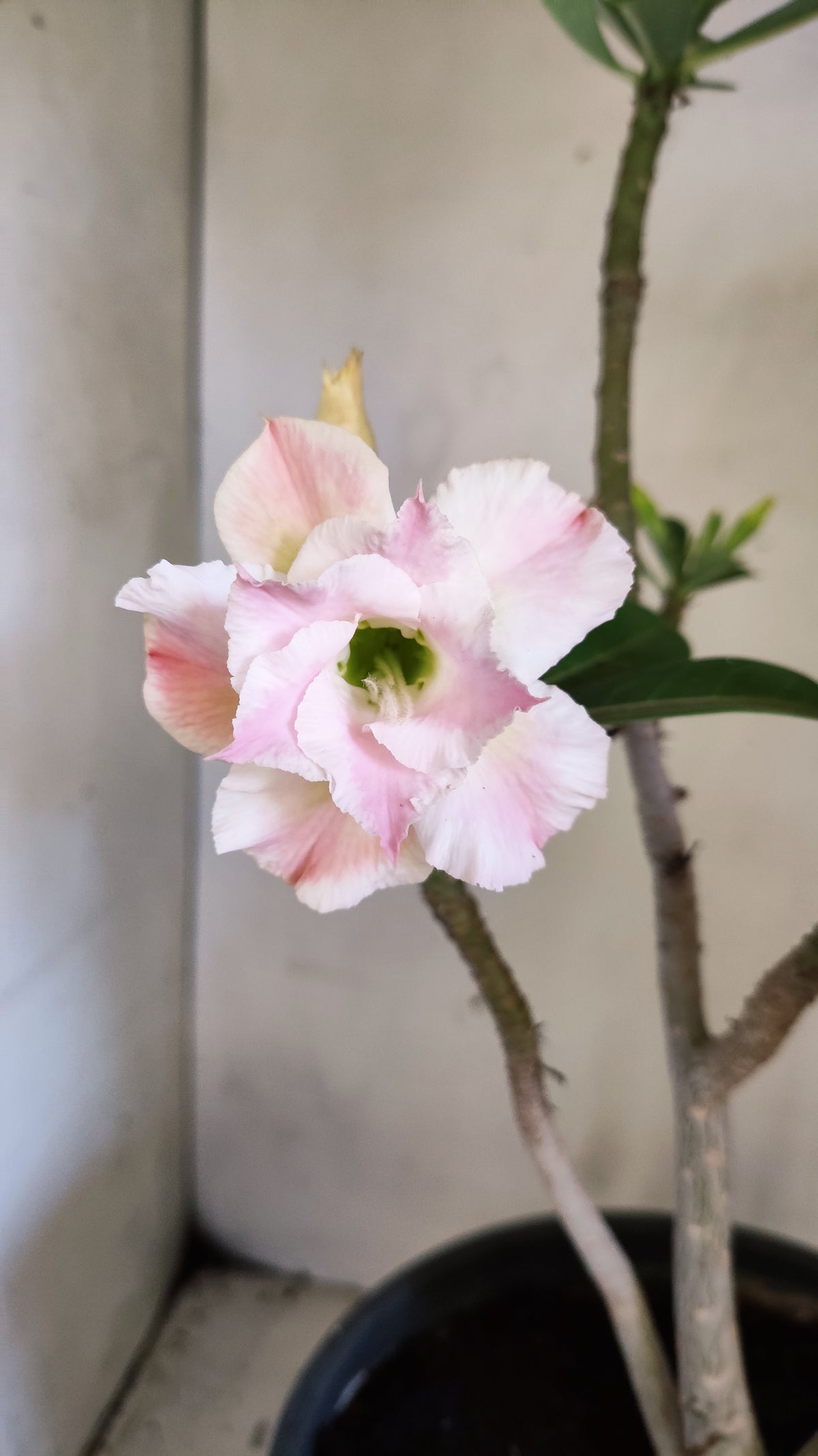 Planta Dobrada 4043 – 40cm – 03 anos - Vaso 20