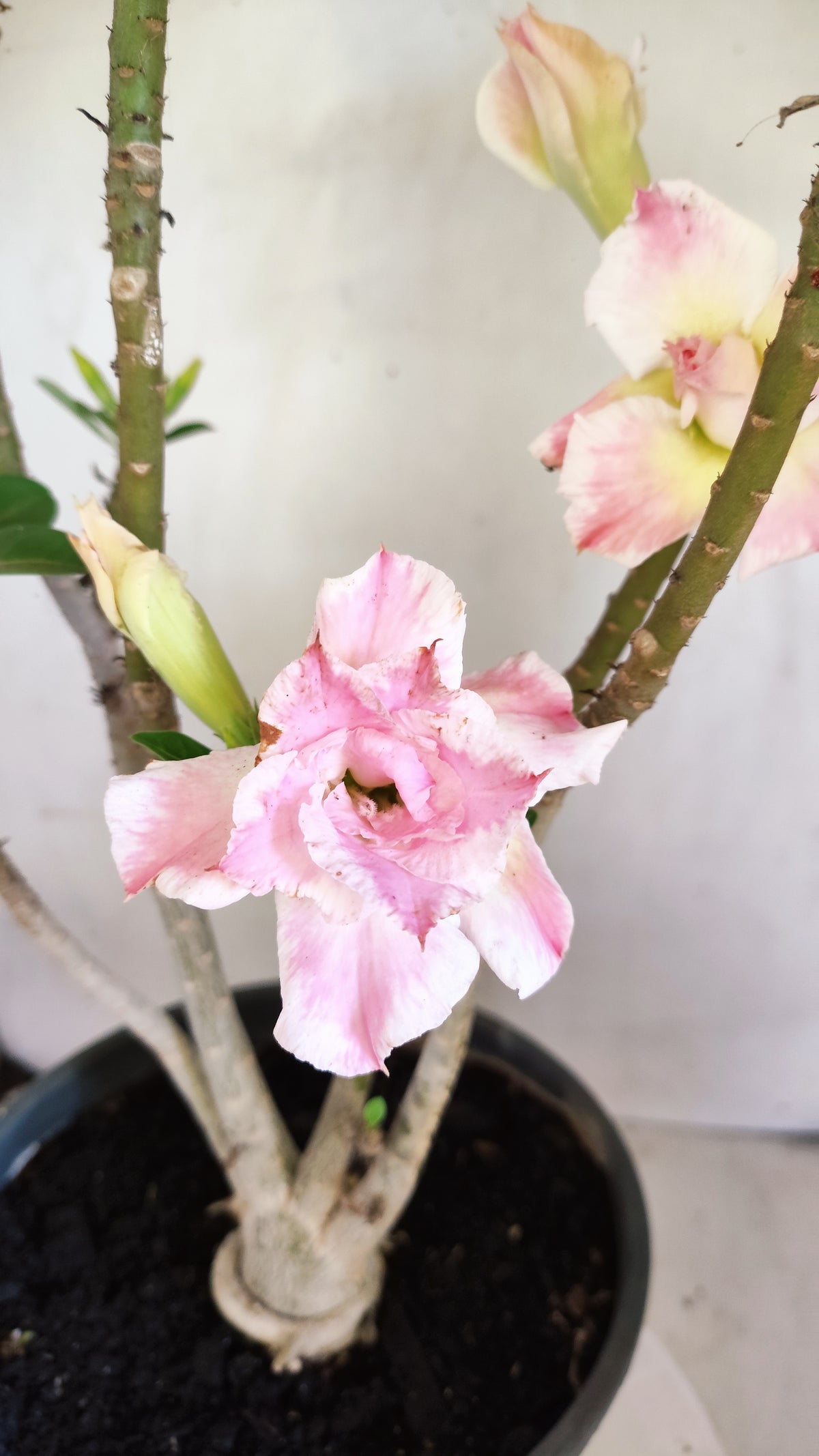 Planta Dobrada 4043 – 40cm – 03 anos - Vaso 20
