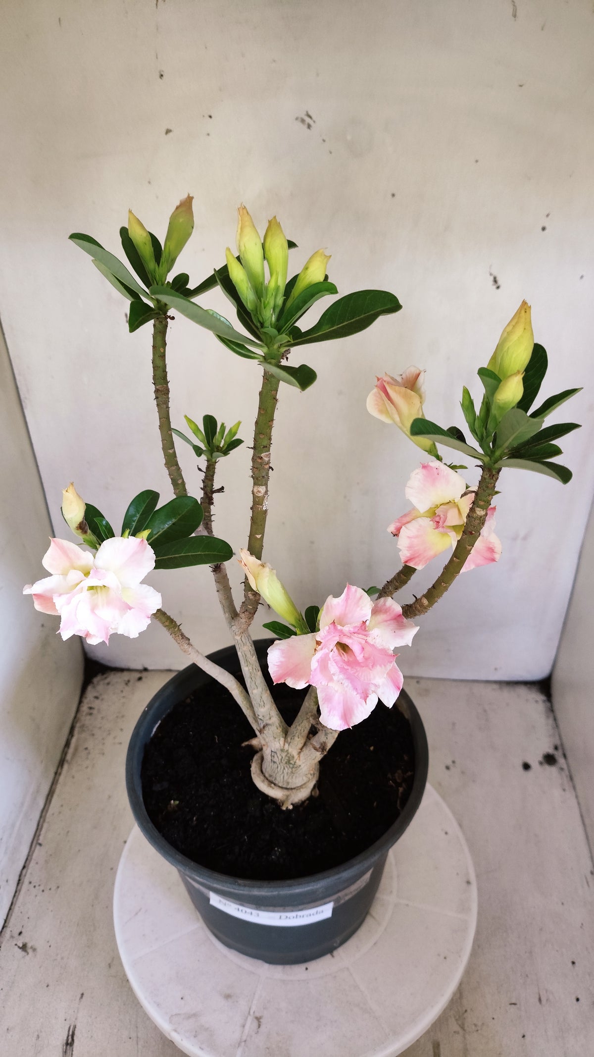 Planta Dobrada 4043 – 40cm – 03 anos - Vaso 20
