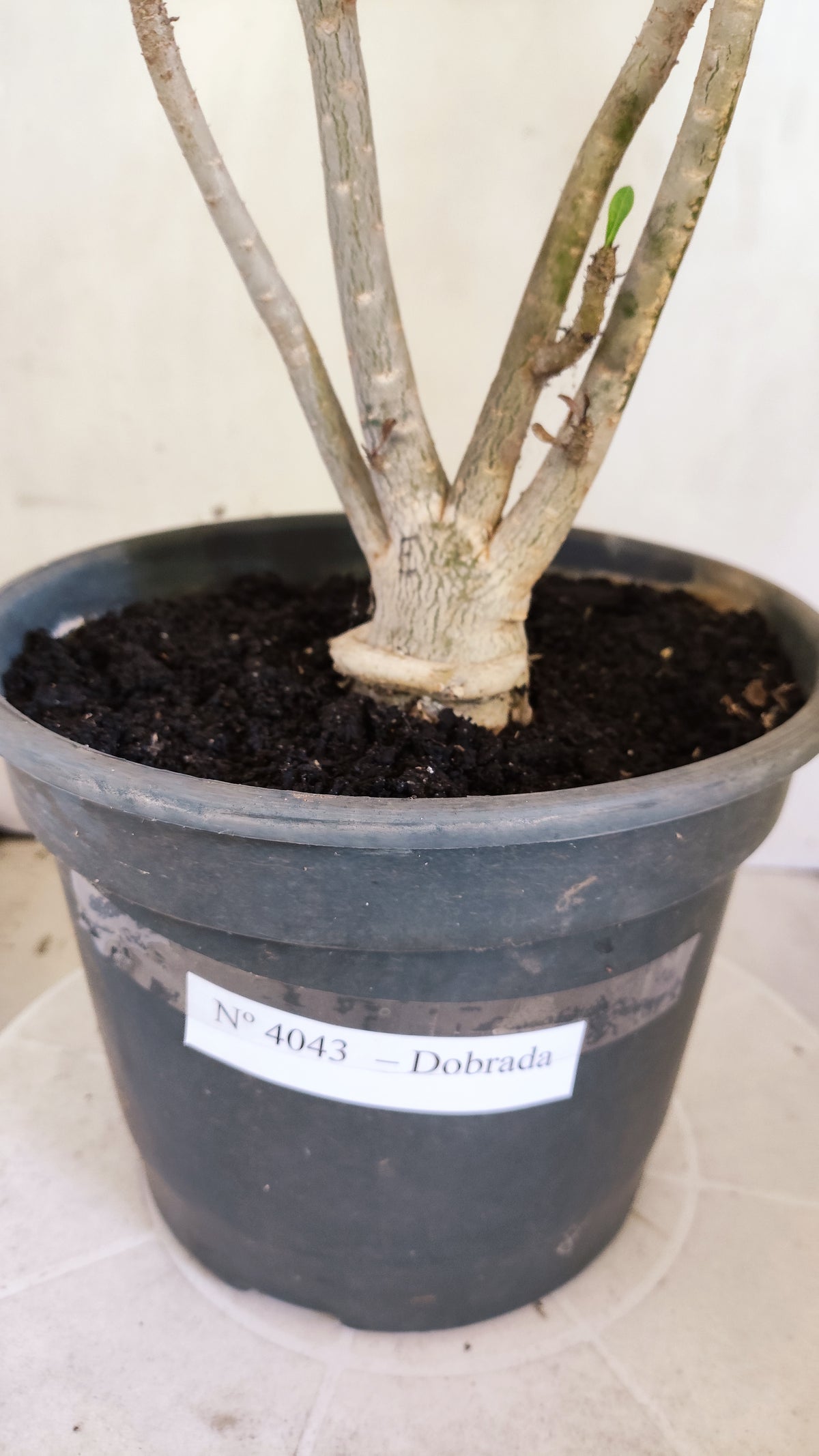 Planta Dobrada 4043 – 40cm – 03 anos - Vaso 20