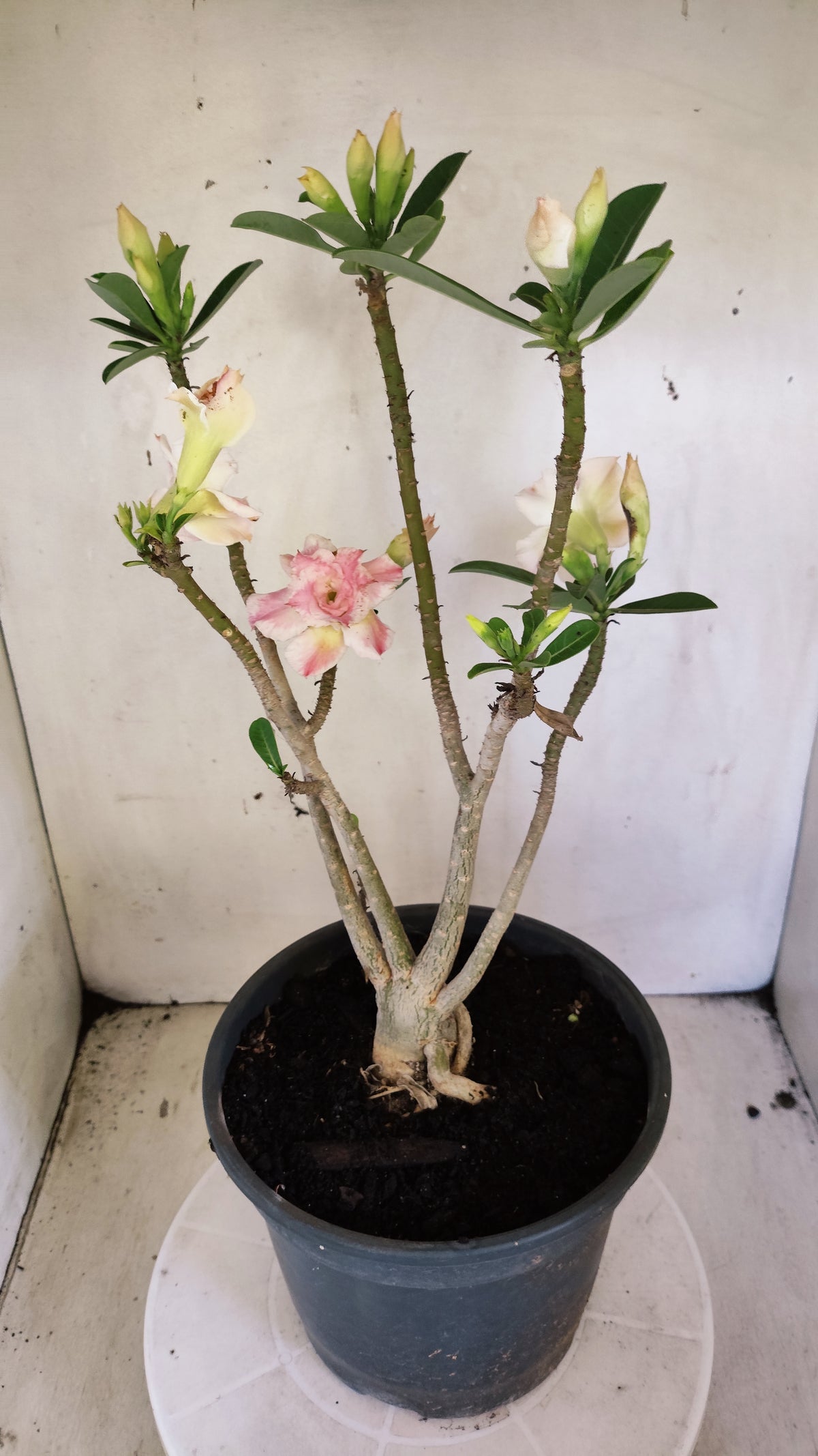 Planta Dobrada 4043 – 40cm – 03 anos - Vaso 20