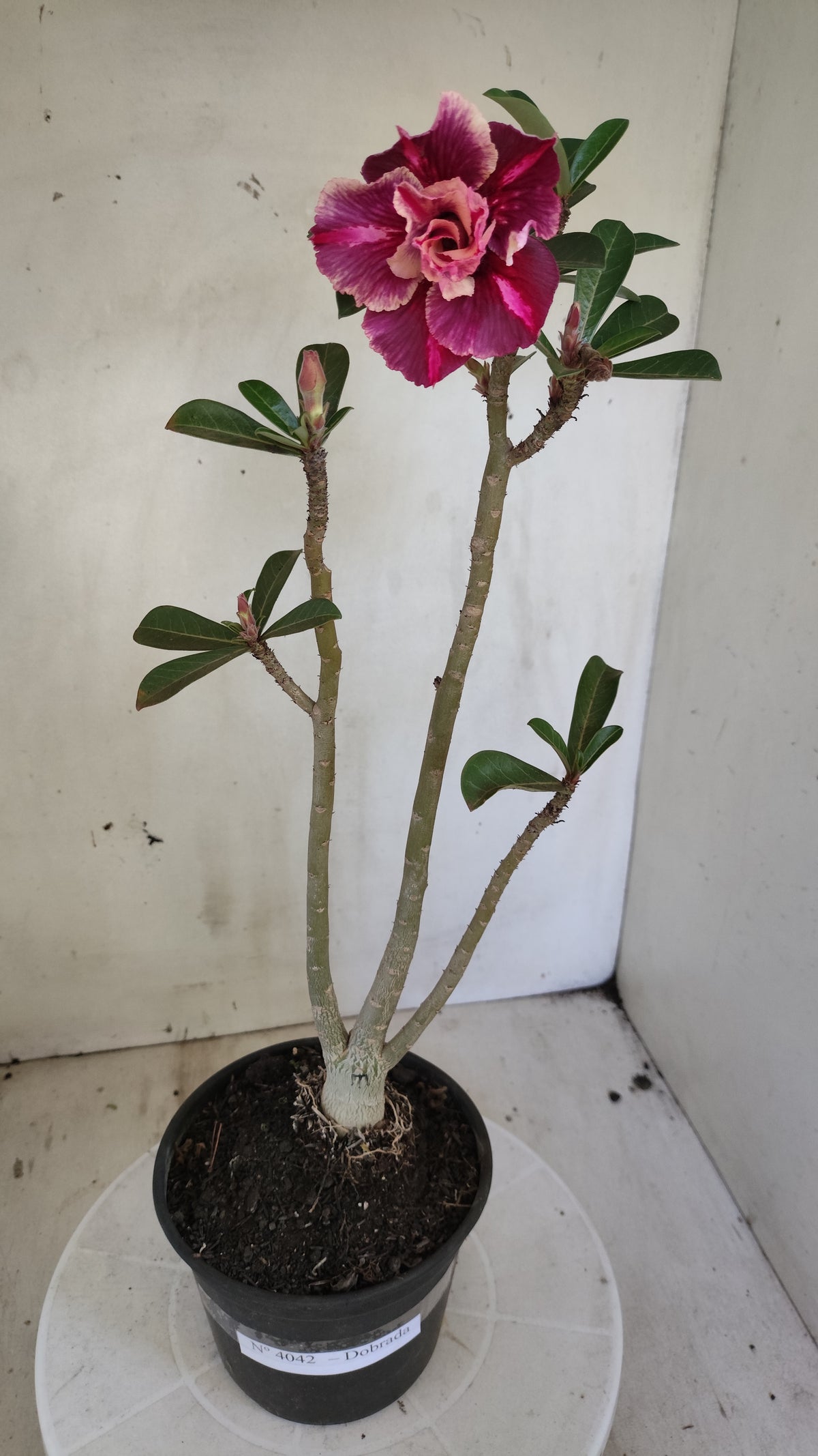 Planta Dobrada 4042 – 35cm – 03 anos - Vaso 15