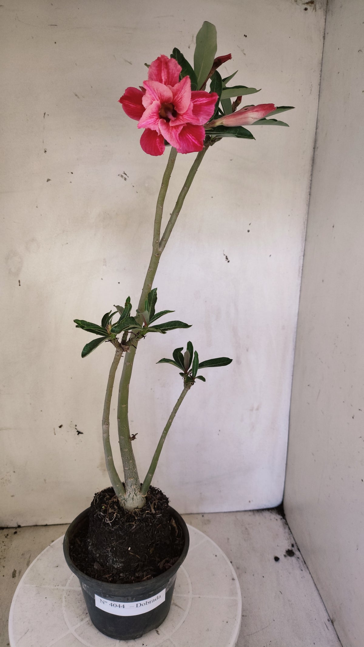 Planta Dobrada 4042 – 35cm – 02 anos - Vaso 15