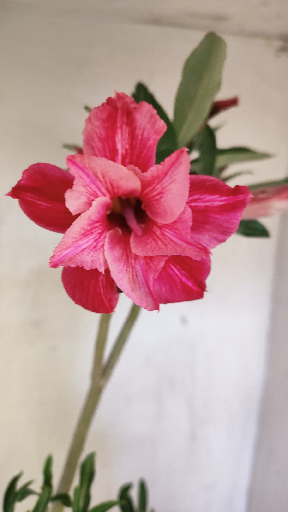 Planta Dobrada 4042 – 35cm – 02 anos - Vaso 15