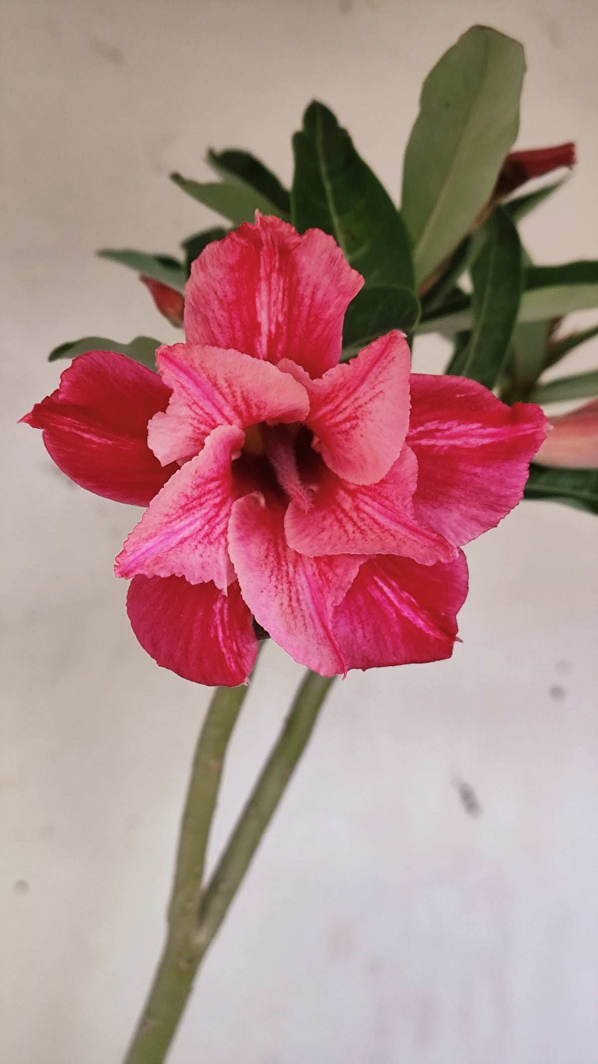 Planta Dobrada 4042 – 35cm – 02 anos - Vaso 15
