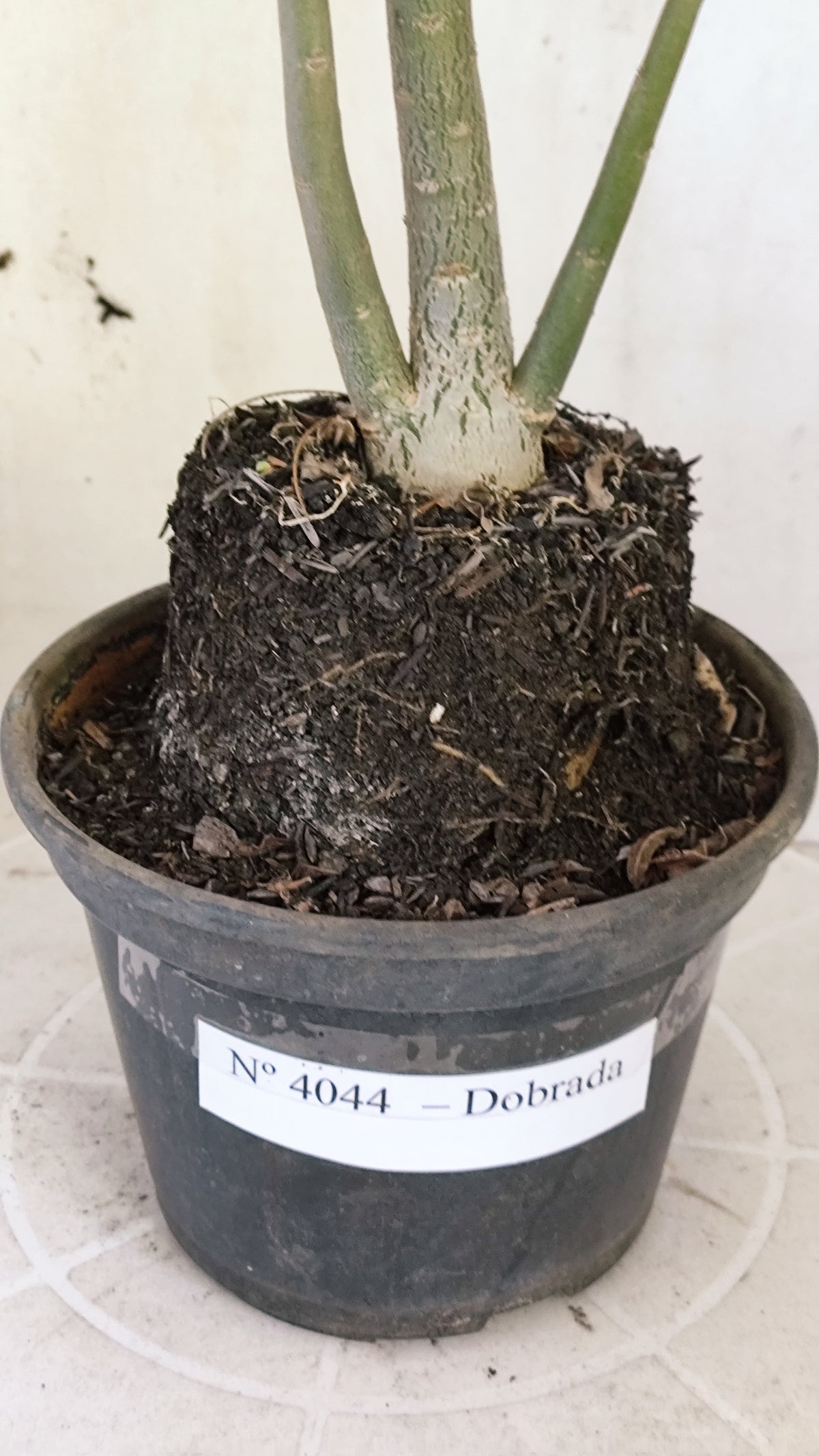 Planta Dobrada 4042 – 35cm – 02 anos - Vaso 15