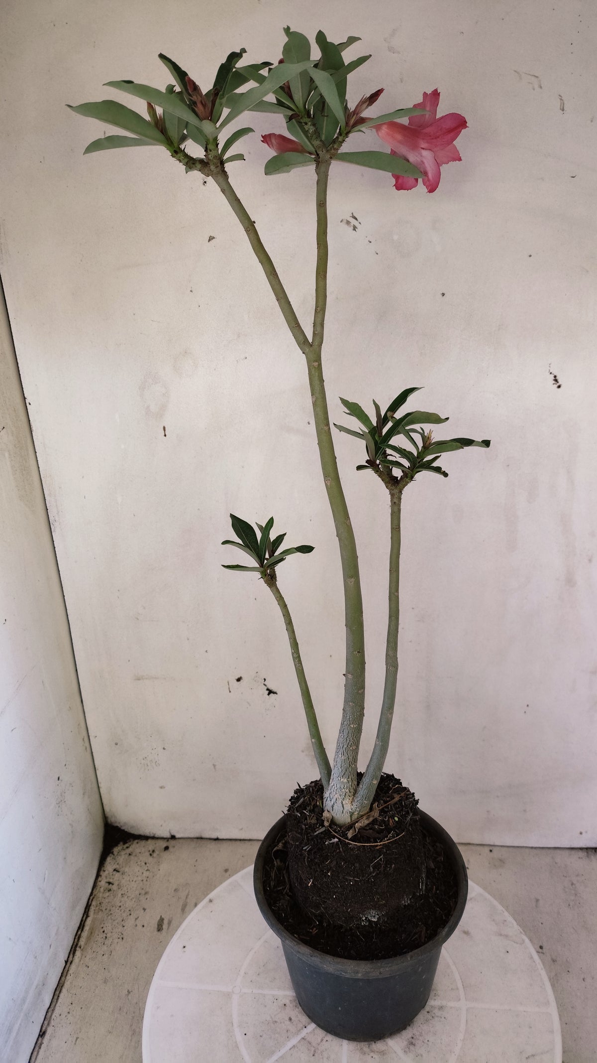 Planta Dobrada 4042 – 35cm – 02 anos - Vaso 15