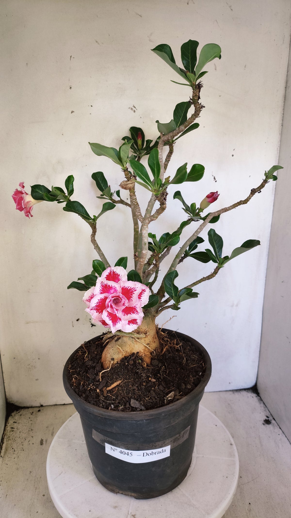 Planta Dobrada 4045 – 45cm – 04 anos - Vaso 20