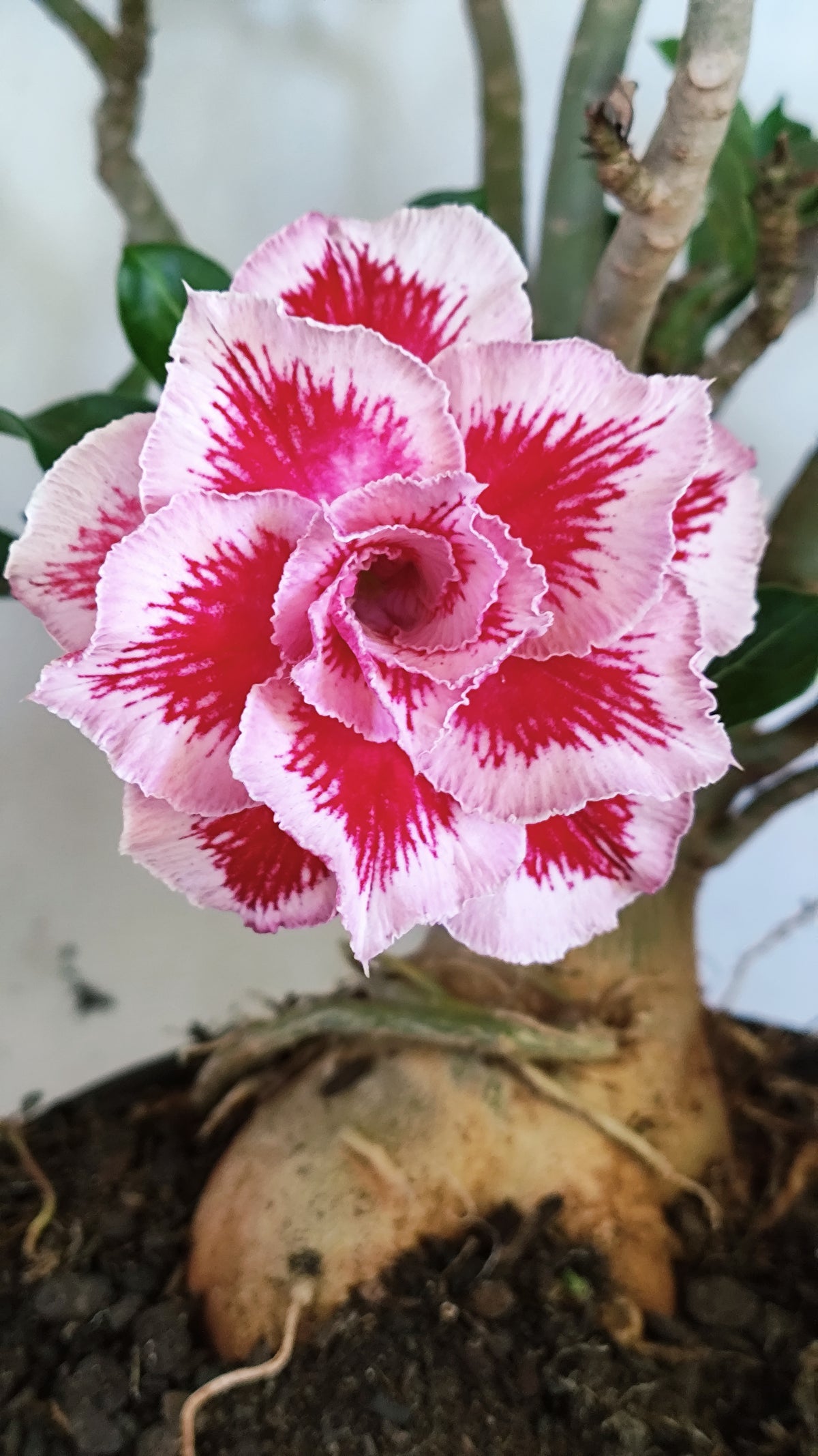Planta Dobrada 4045 – 45cm – 04 anos - Vaso 20