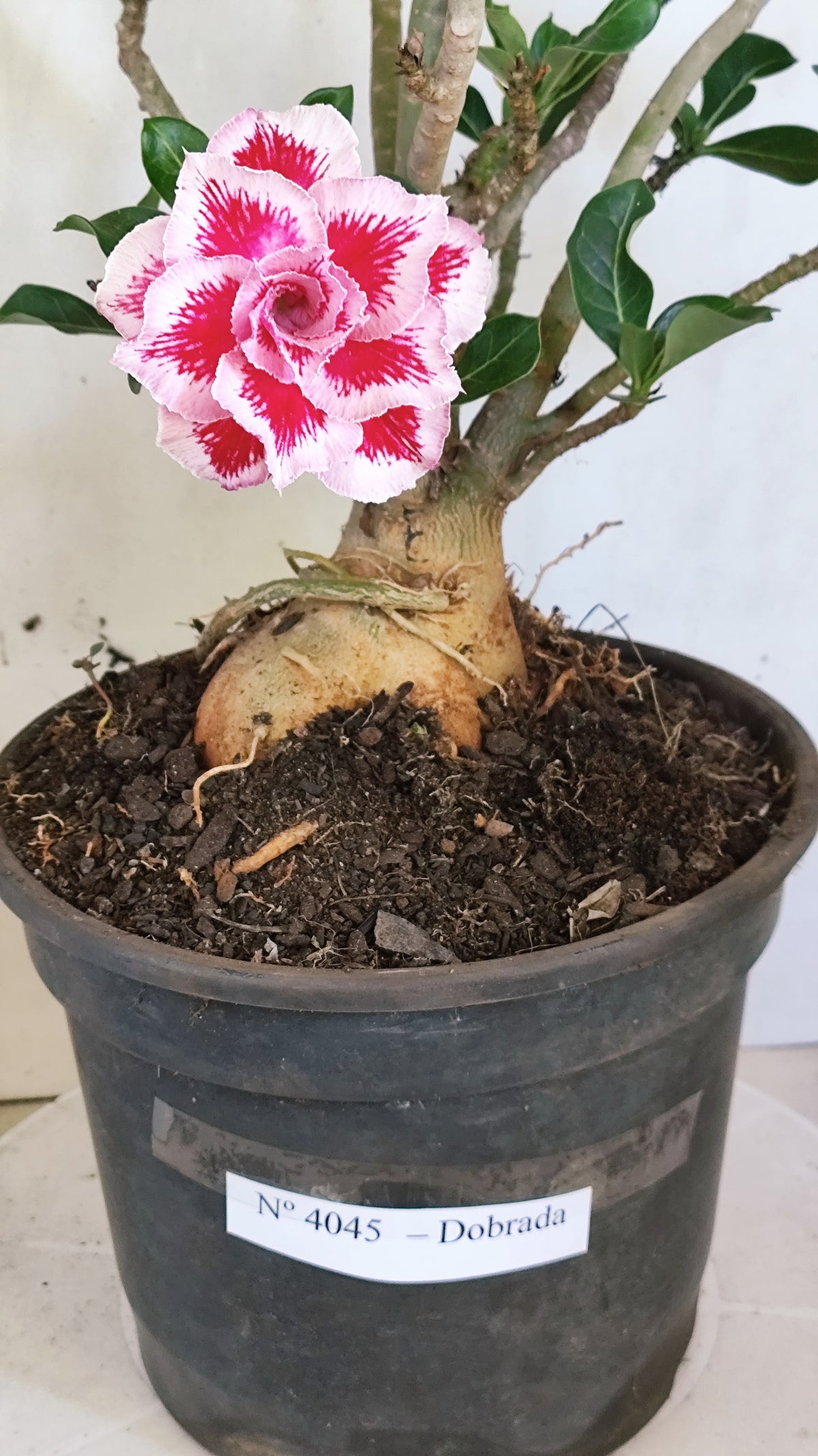 Planta Dobrada 4045 – 45cm – 04 anos - Vaso 20