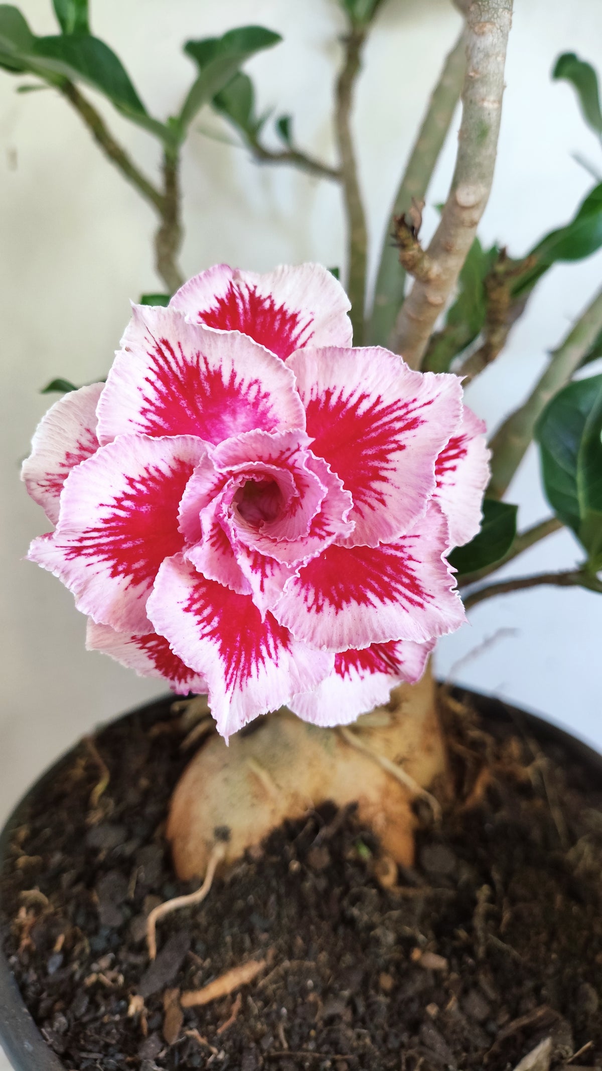 Planta Dobrada 4045 – 45cm – 04 anos - Vaso 20
