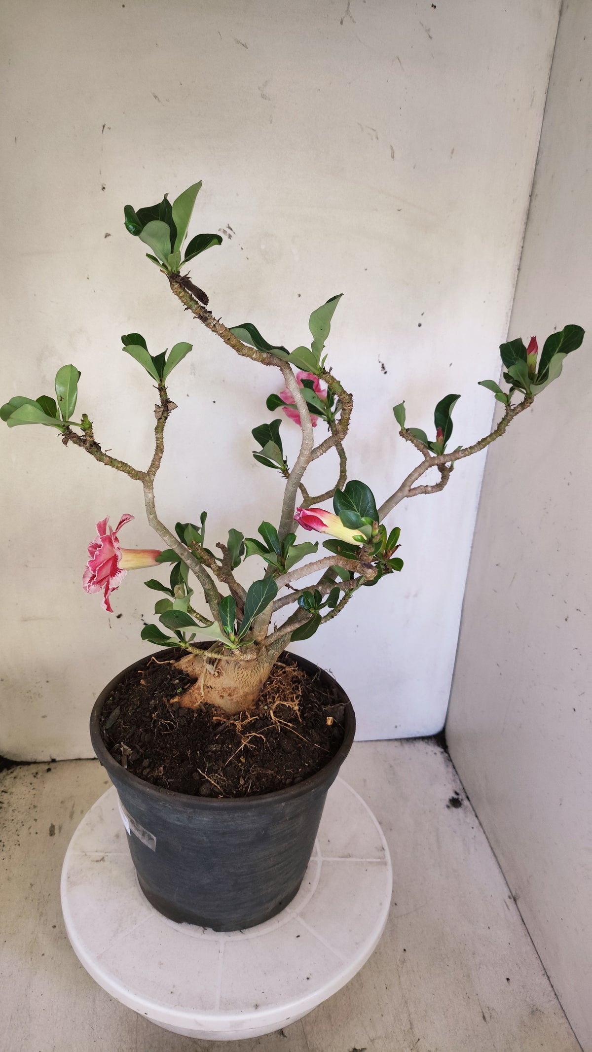 Planta Dobrada 4045 – 45cm – 04 anos - Vaso 20