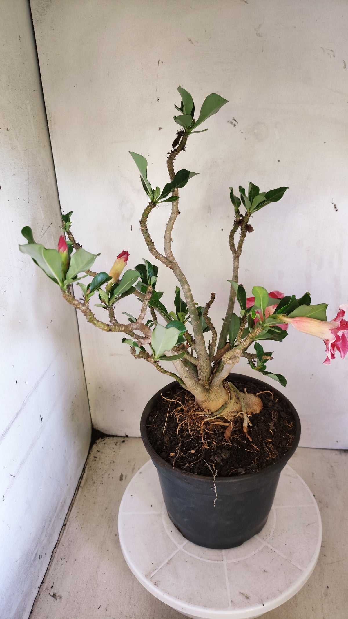 Planta Dobrada 4045 – 45cm – 04 anos - Vaso 20