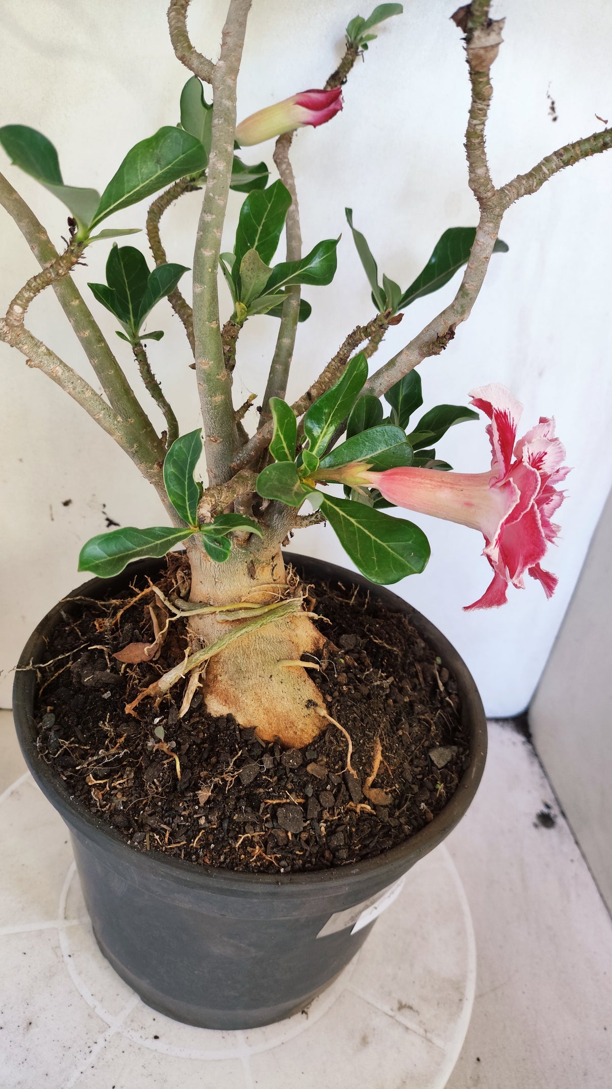 Planta Dobrada 4045 – 45cm – 04 anos - Vaso 20