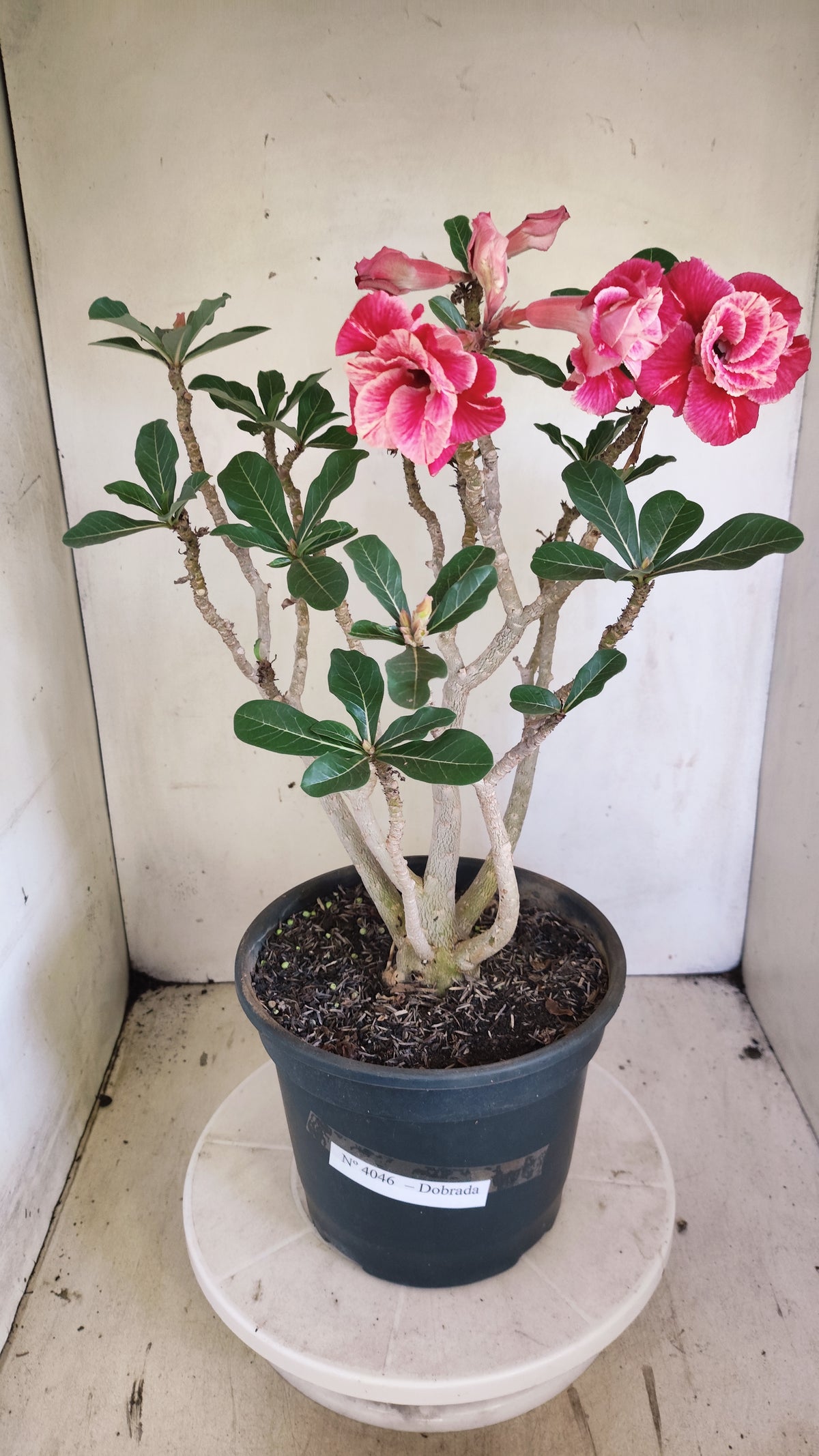 Planta Dobrada 4046 – 45cm – 04 anos - Vaso 20