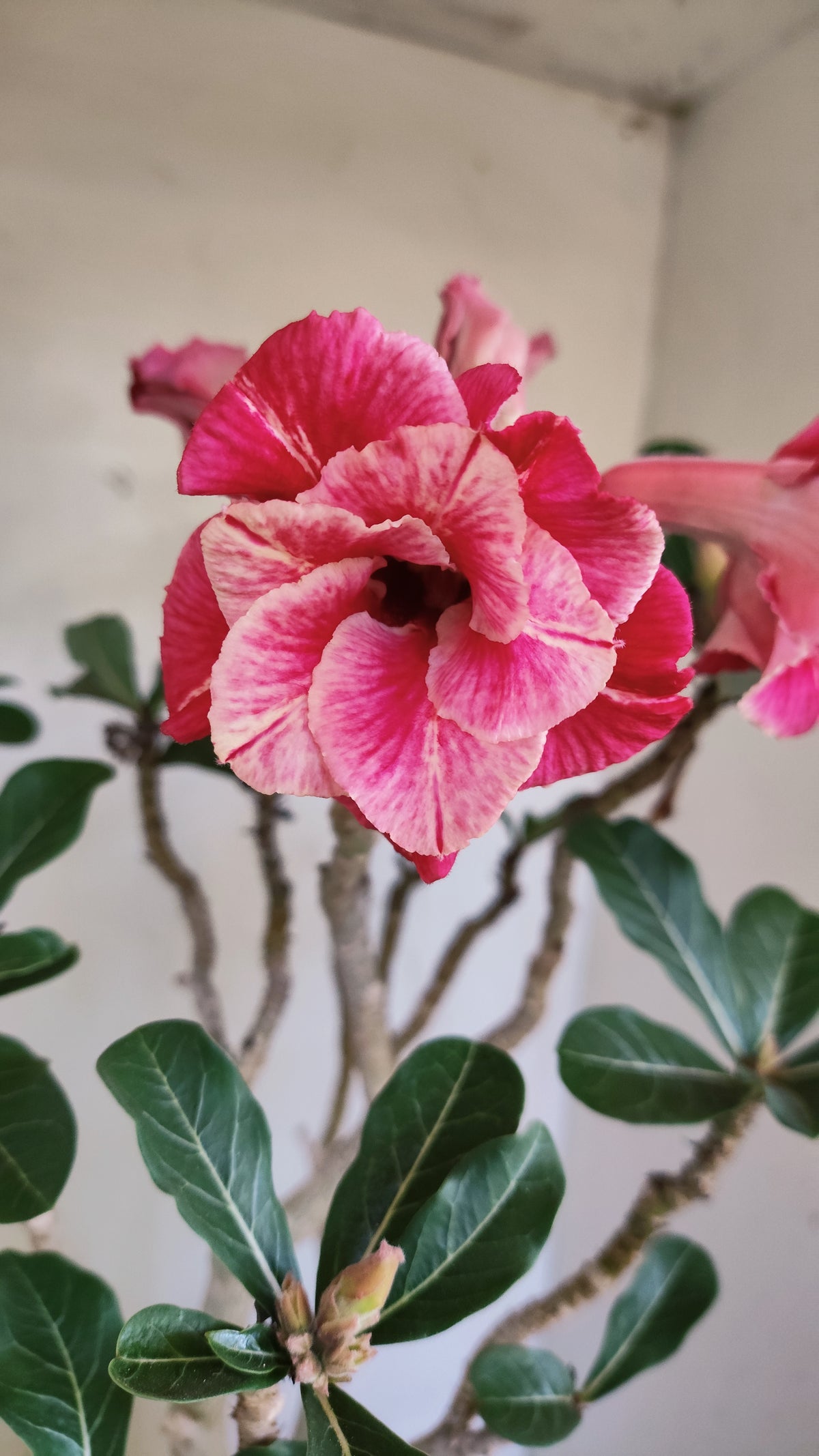Planta Dobrada 4046 – 45cm – 04 anos - Vaso 20