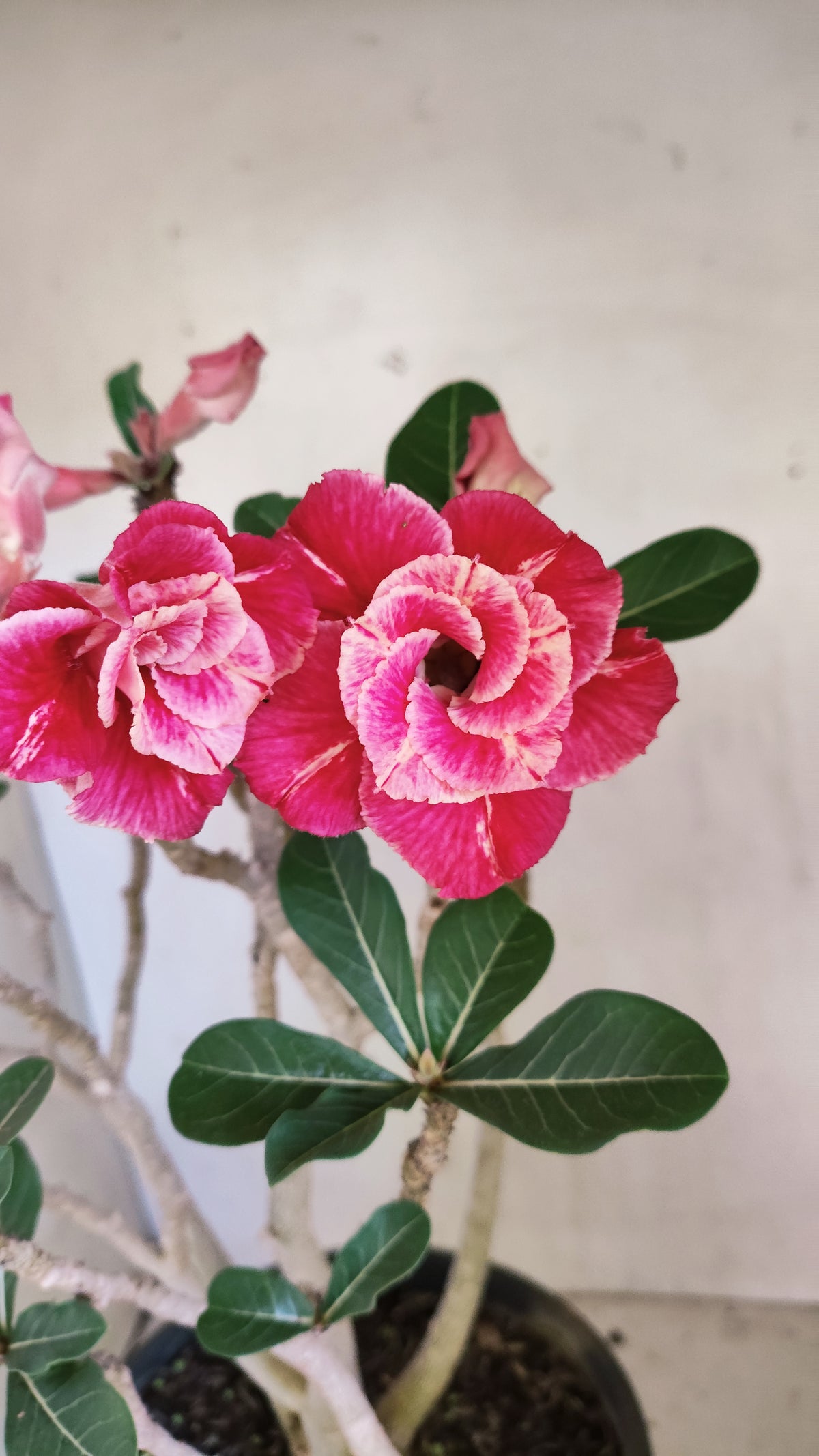 Planta Dobrada 4046 – 45cm – 04 anos - Vaso 20