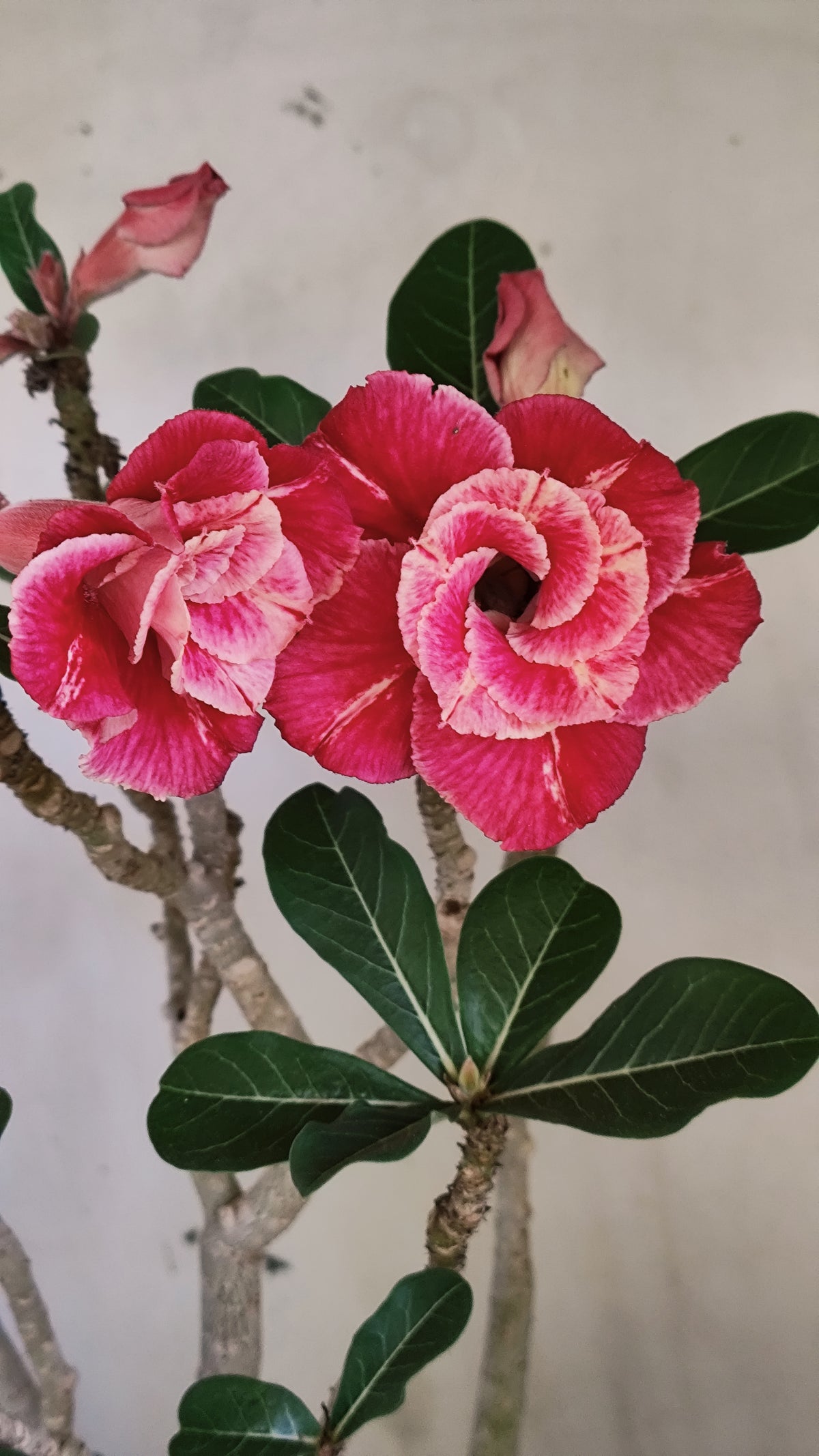 Planta Dobrada 4046 – 45cm – 04 anos - Vaso 20
