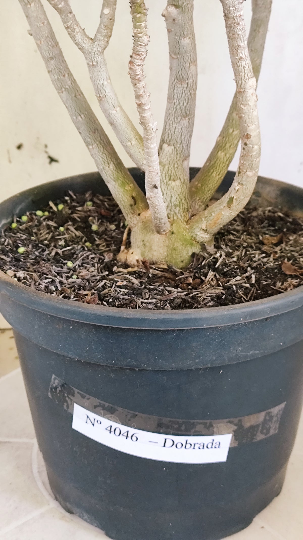 Planta Dobrada 4046 – 45cm – 04 anos - Vaso 20